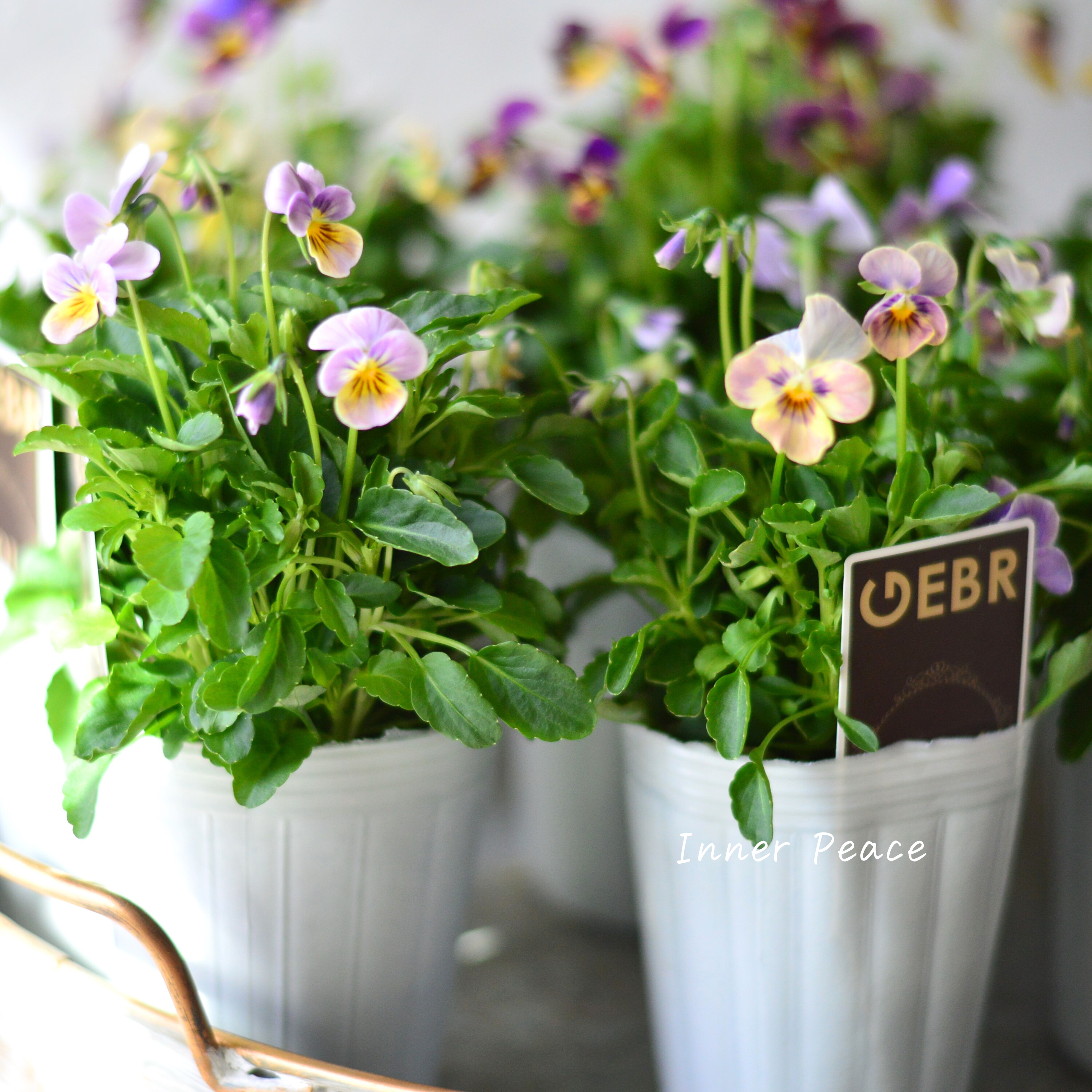 【ゲブラさん】 ビオラ 『ミックス』 2.5寸POT