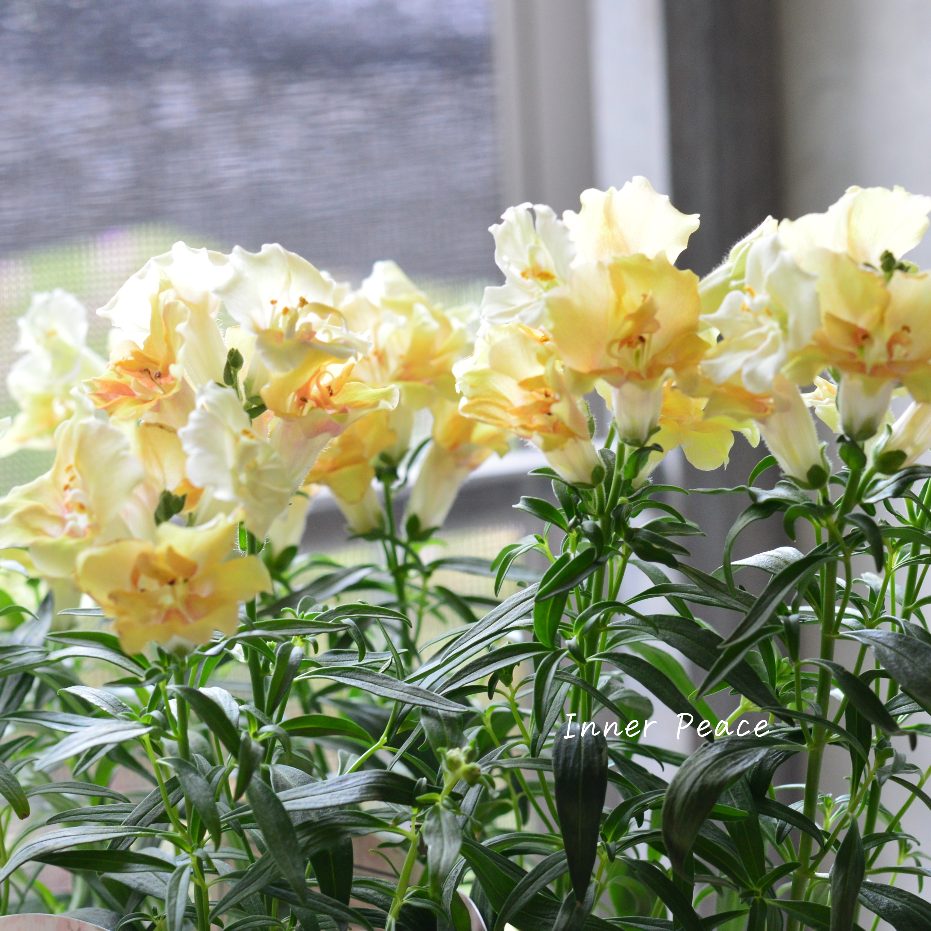 【かわいい】 キンギョソウ・トゥイニー 『ピーチ』 3寸ロングPOT