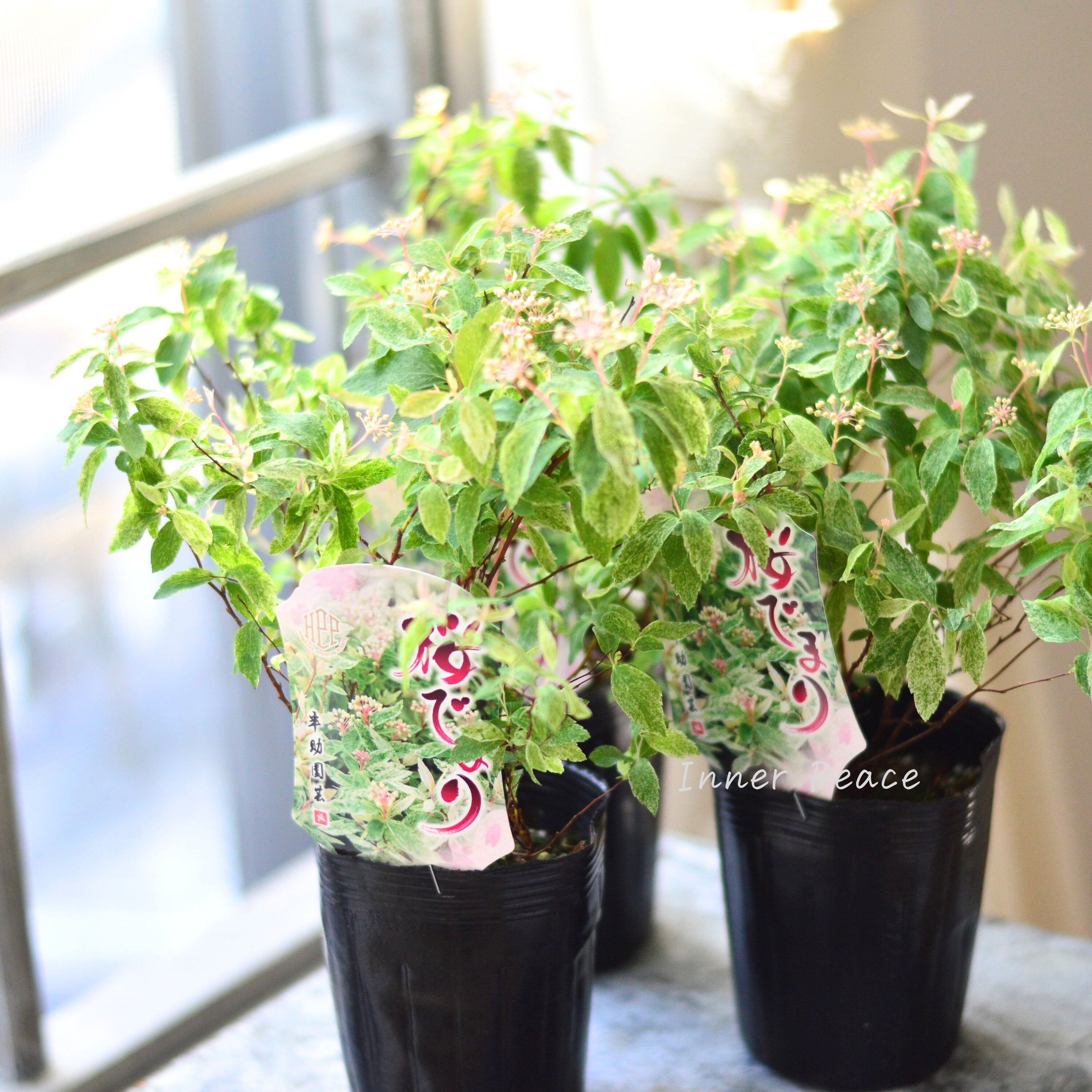 【斑入り】コデマリ 『桜でまり・ピンクアイス』 3寸ロングPOT