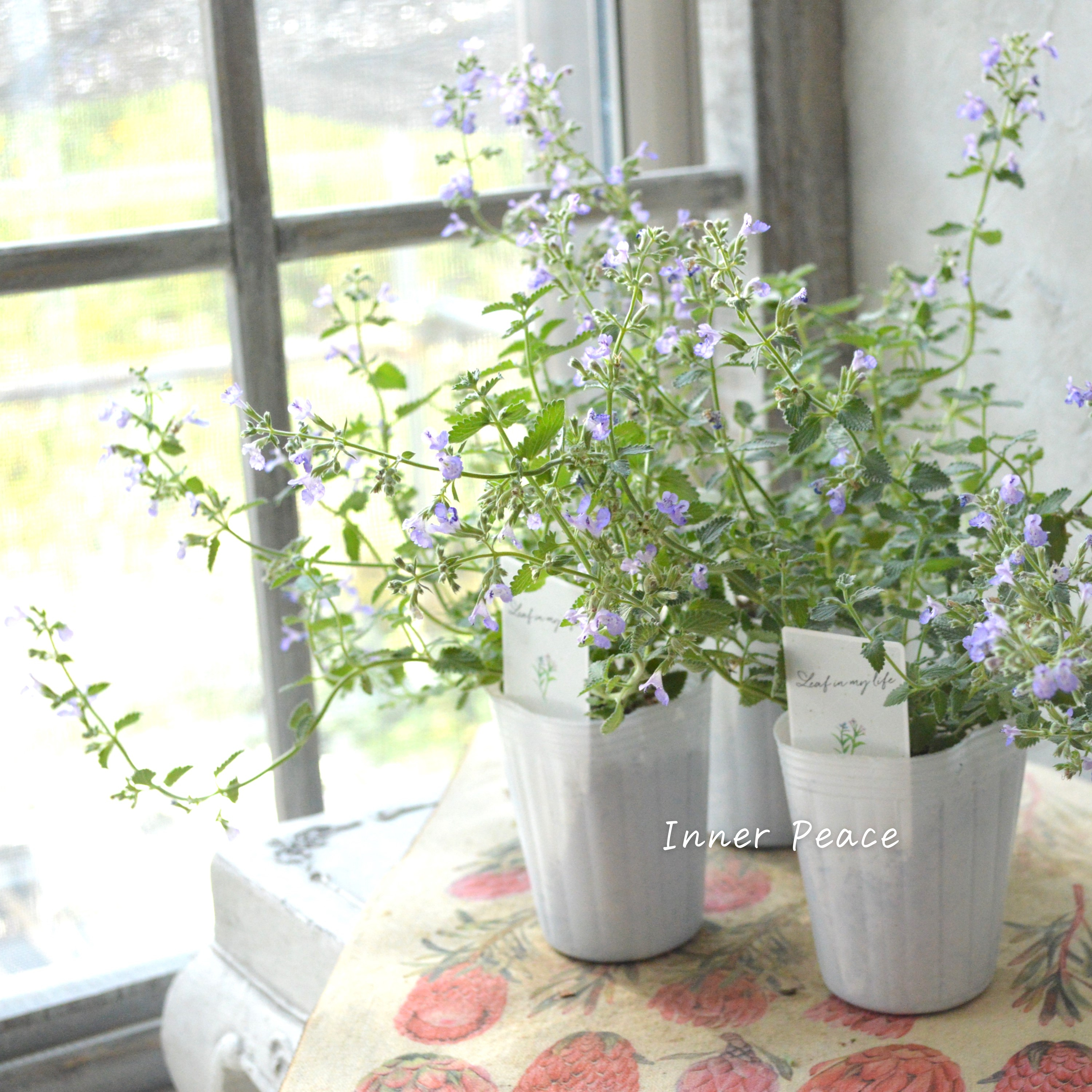 【宿根】 カラミンサ 『薄パープル』 2.5寸POT