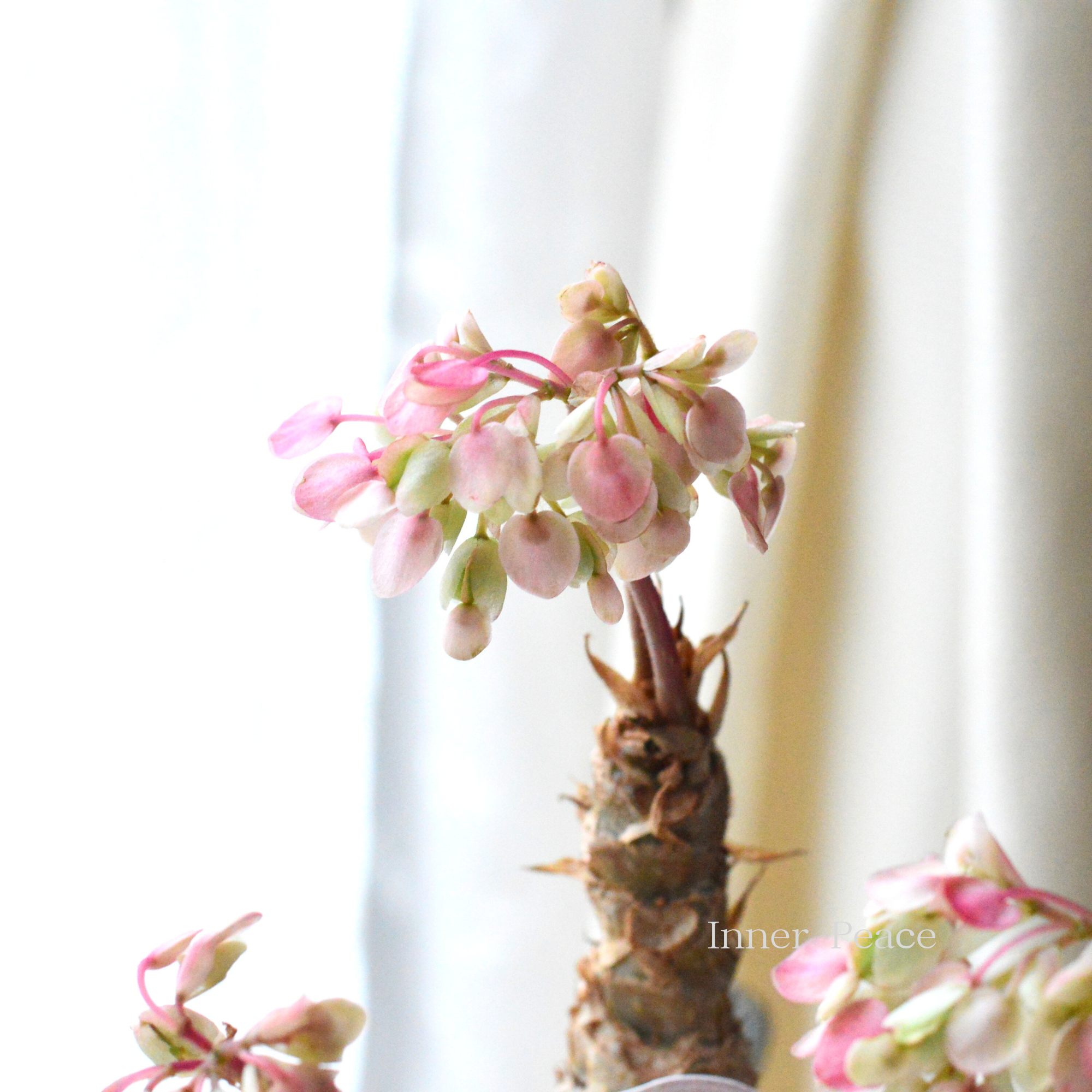 【個性的】 さくらベゴニア 3.5寸POT