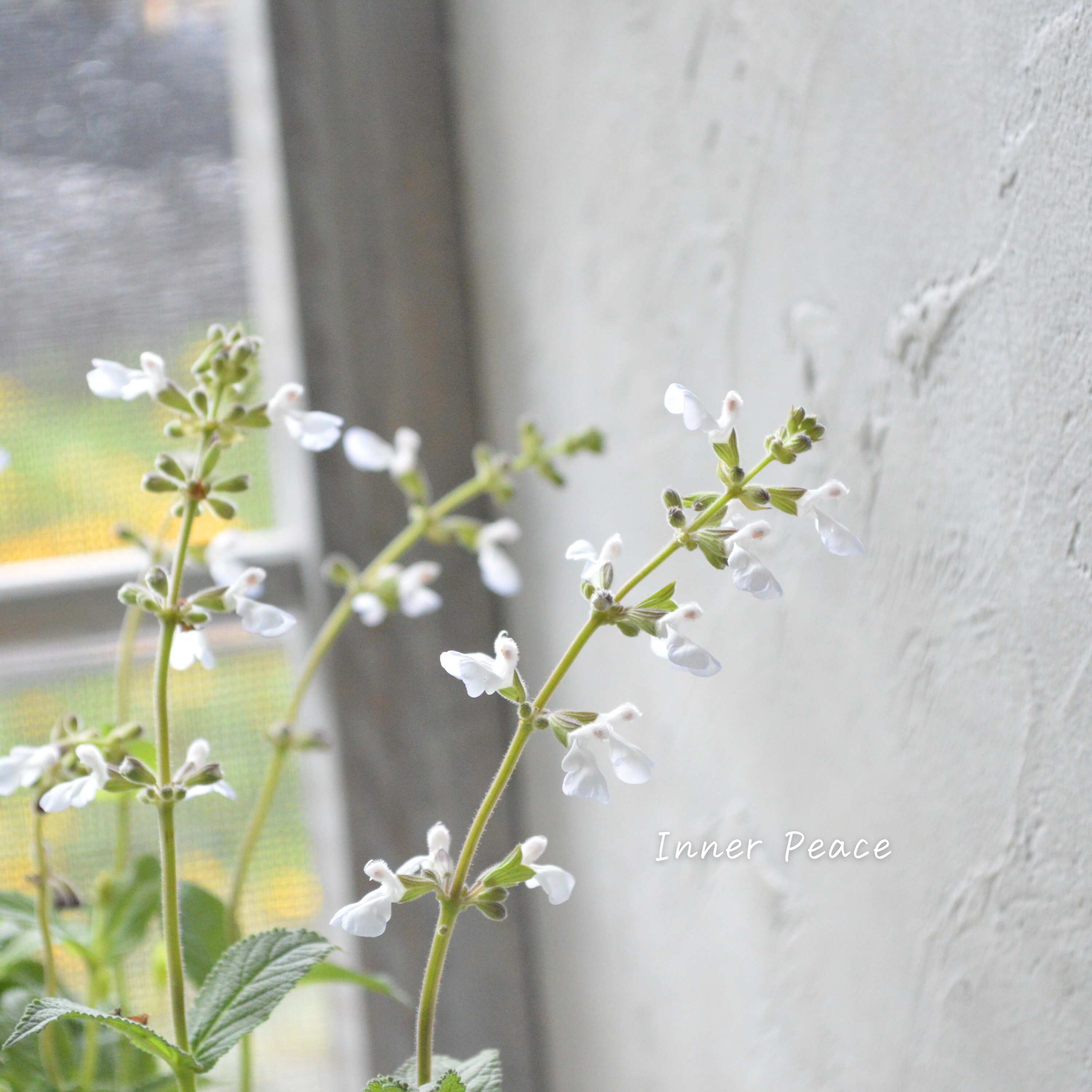 【宿根】 サルビア 『ドゥリフォリア』 3寸ロングPOT