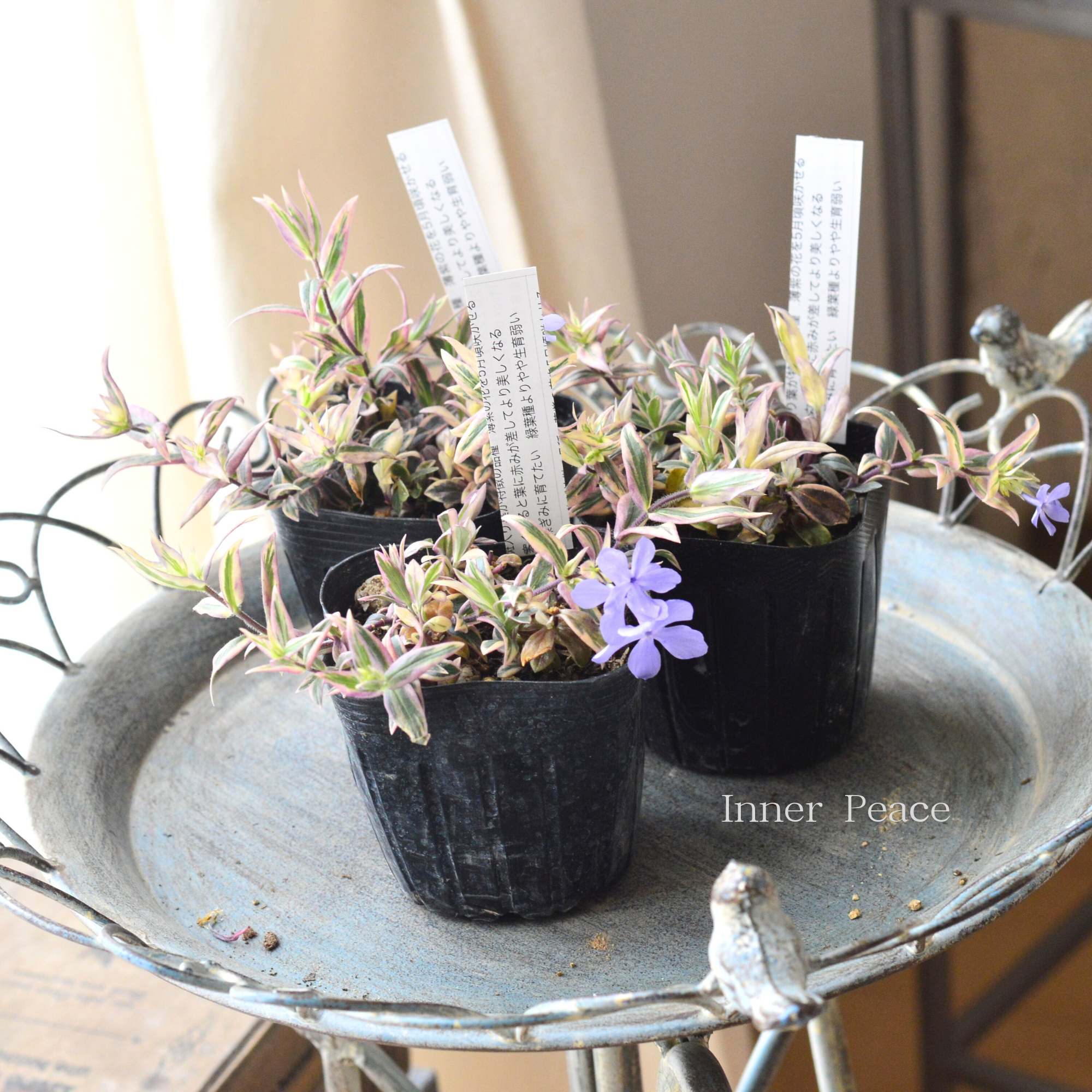 【宿根草】 斑入りフロックス 『モントローザトリカラー』 3寸POT