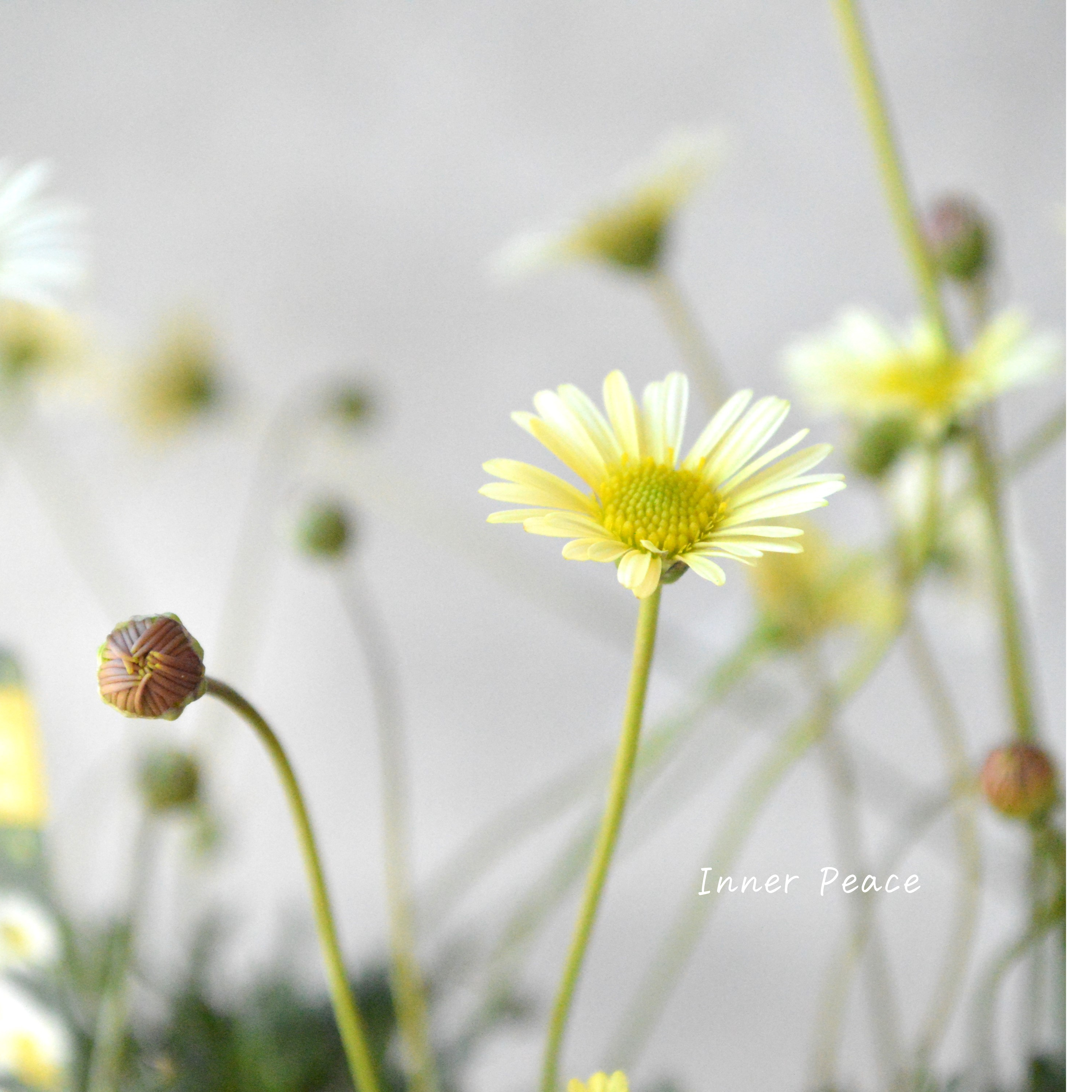【奥田園芸さん】 ブラキカム 『イエロー』 3寸POT
