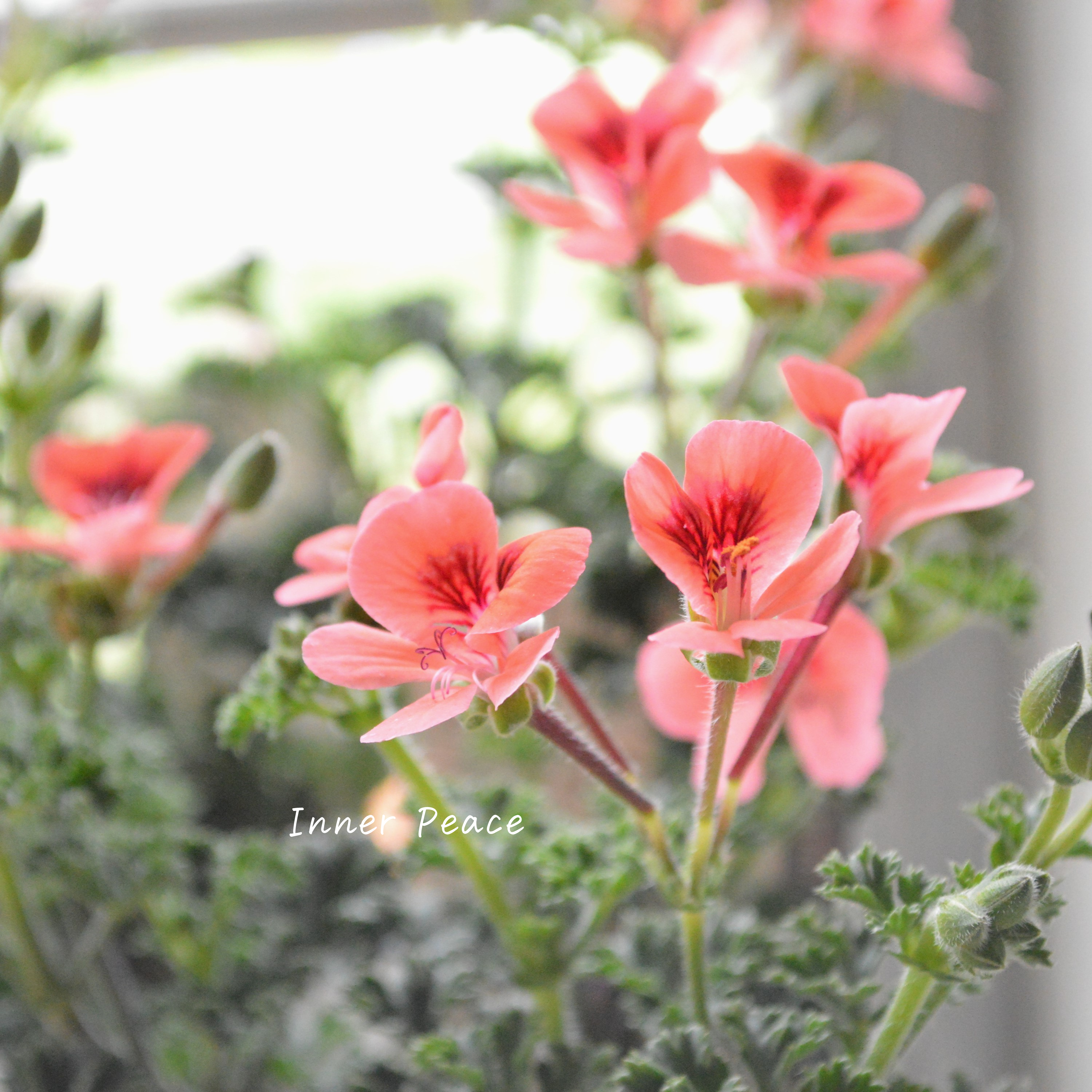 【大人かわいい】 ペラルゴニウム 『オレンジ』 3寸ロングPOT