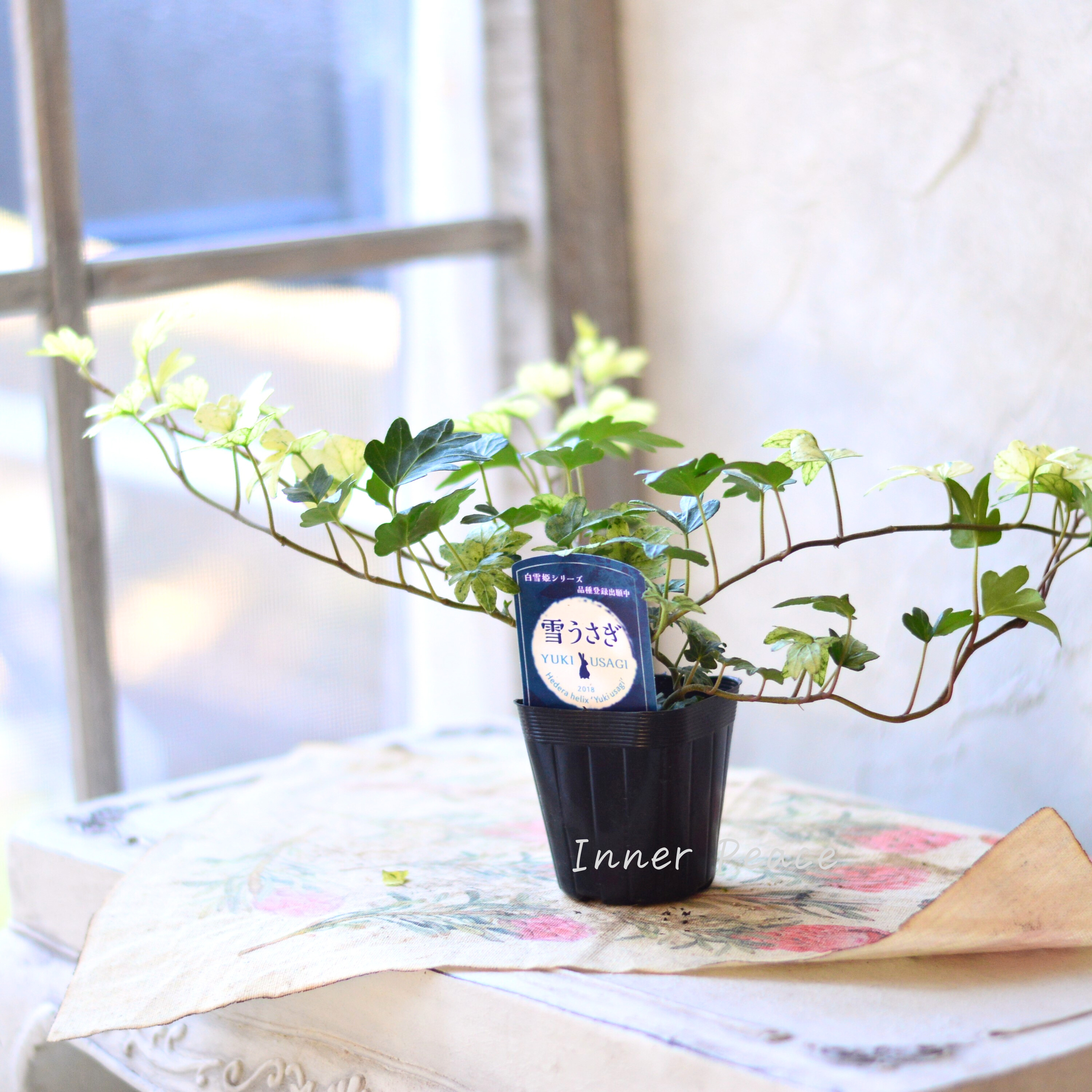 【希少】 ヘデラ 『雪うさぎ』 2.5寸~3寸POT