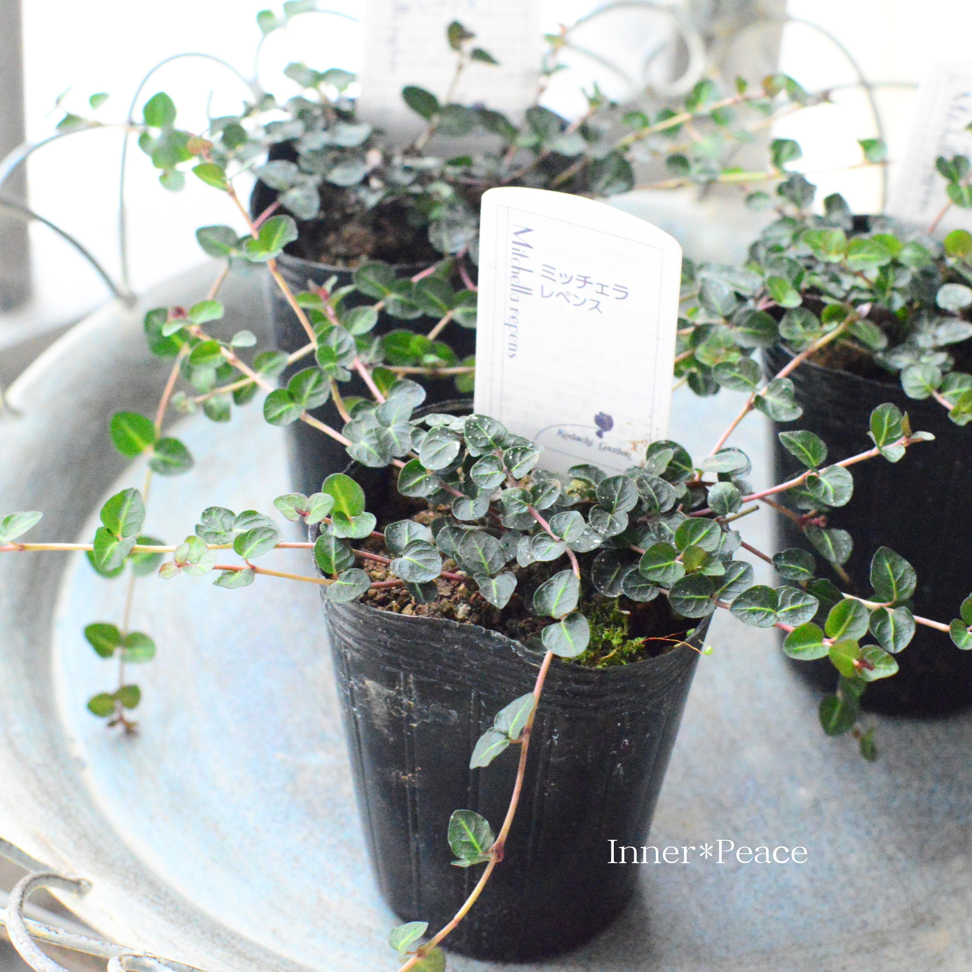 【寄せ植えに】 ミッチェラ 『レペンス』 2.5寸ロングPOT