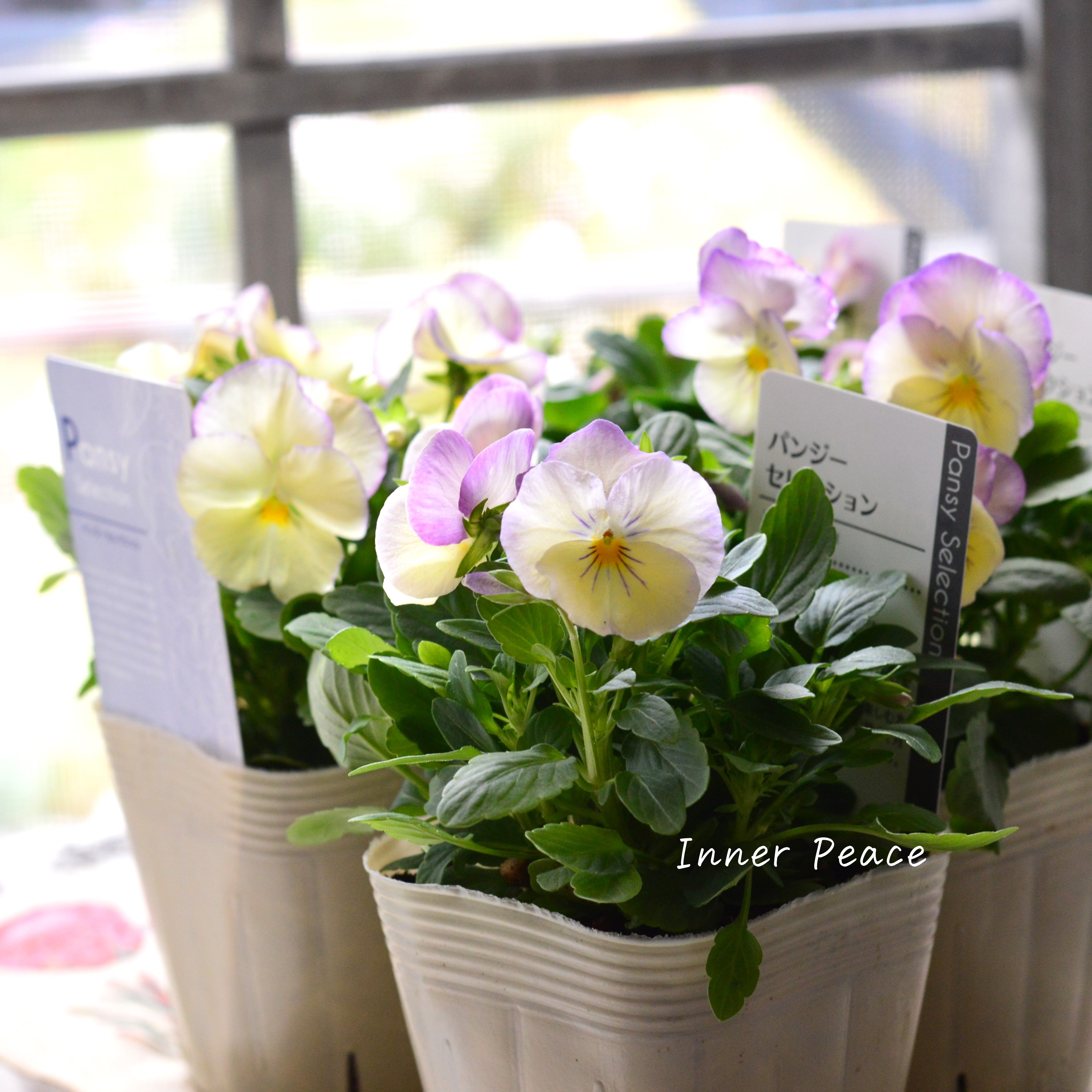 【かわいい】 パンジー 『わらく・クリームパープルピコティ』 3.5寸POT