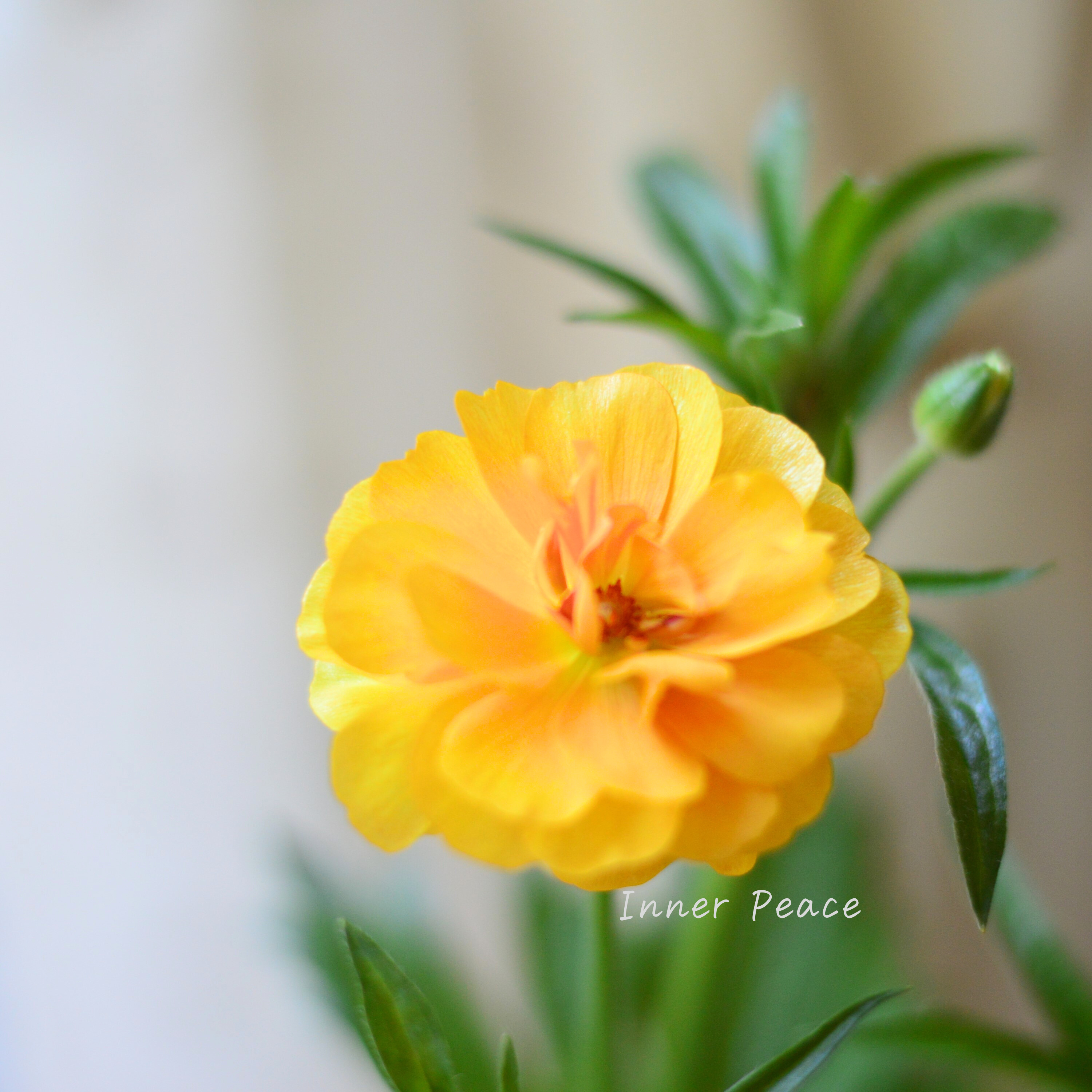 【美しい】 ラナンキュラス・ラックス 『ミネルバ』 4寸POT