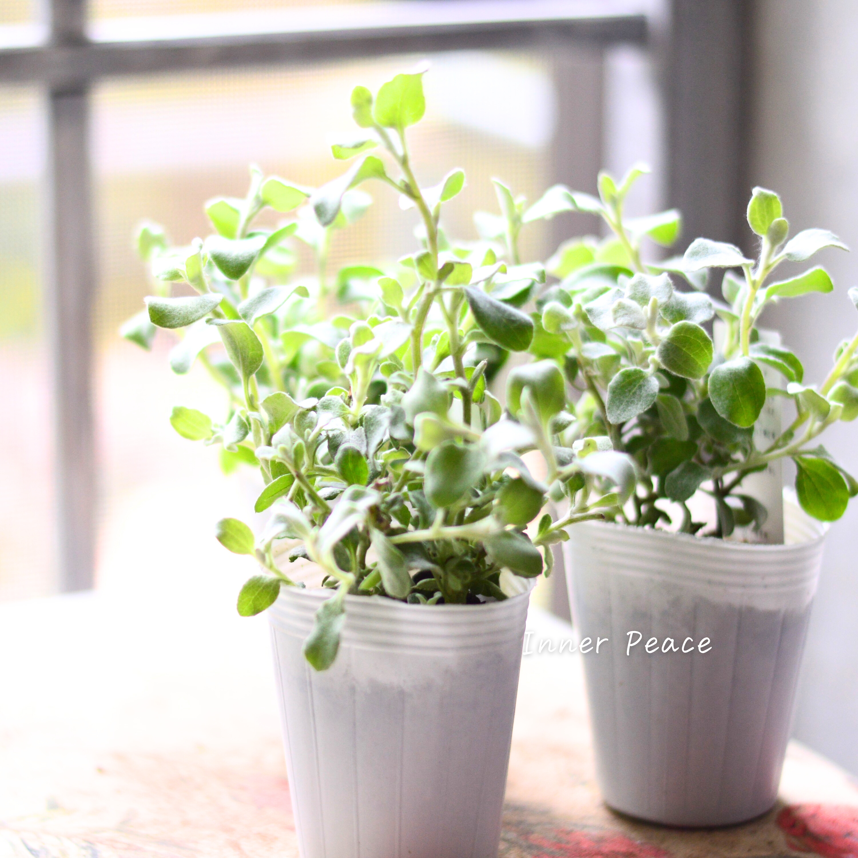 【2分割できる】 ヘリクリサム 『ペティオラレ』 3寸POT