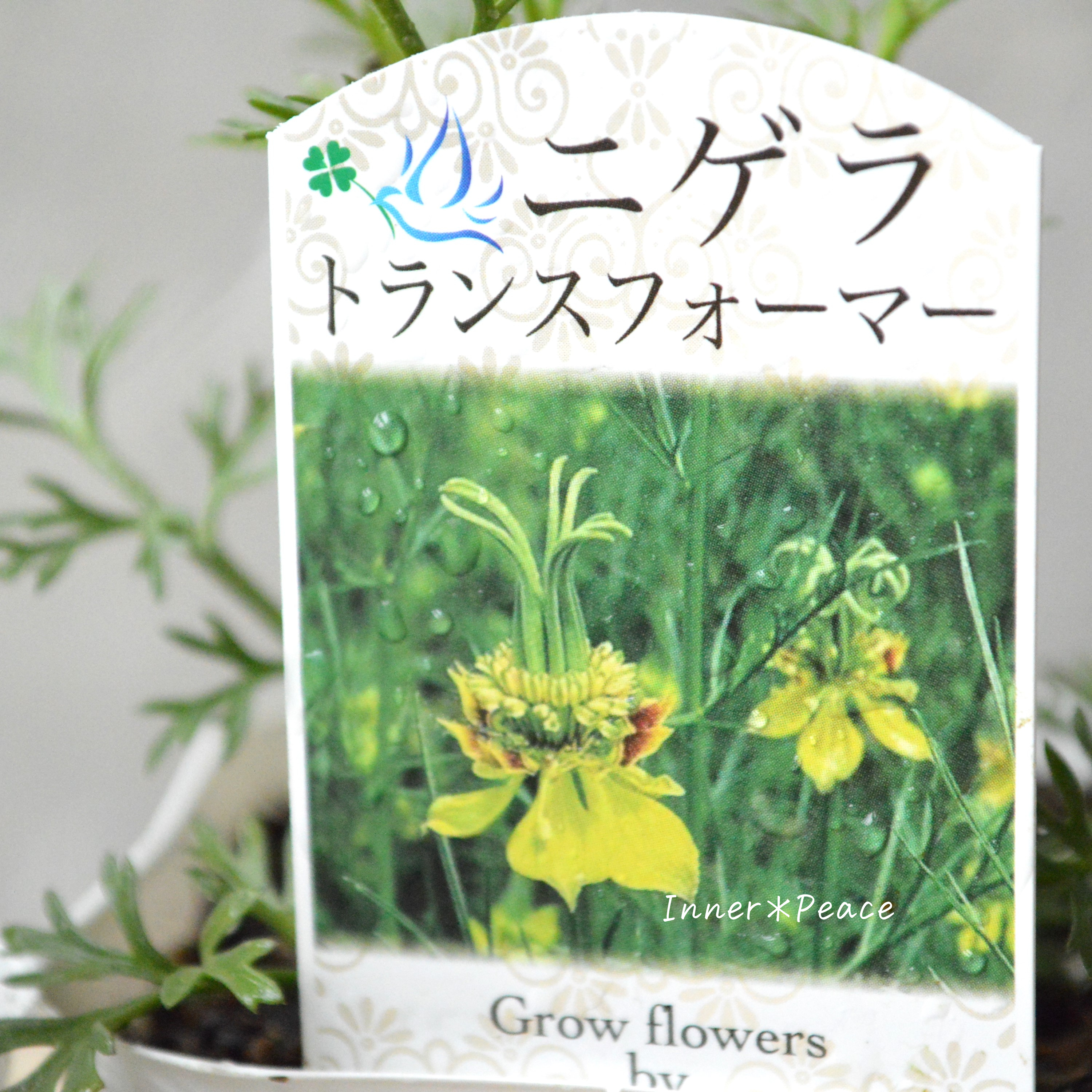【オシャレ】 ニゲラ 『トランスフォーマー』植え込み用 3寸POT