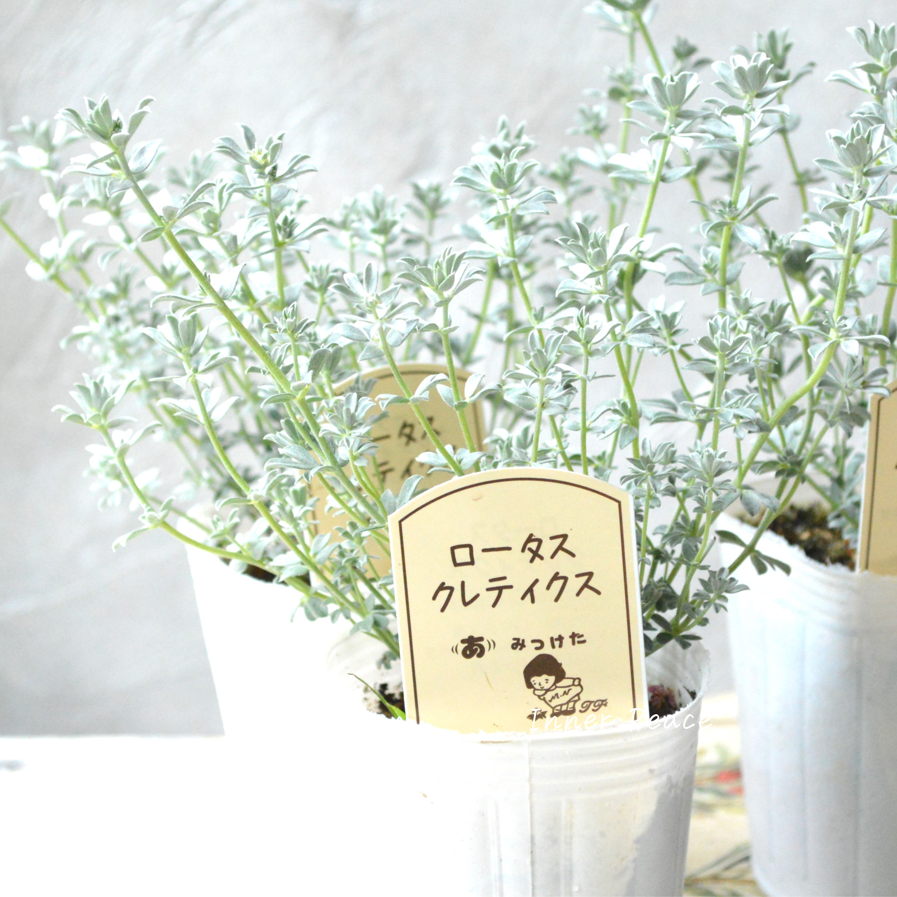 【寄せ植えに】 ロータス 『クレティクス』 2.5~3寸POT