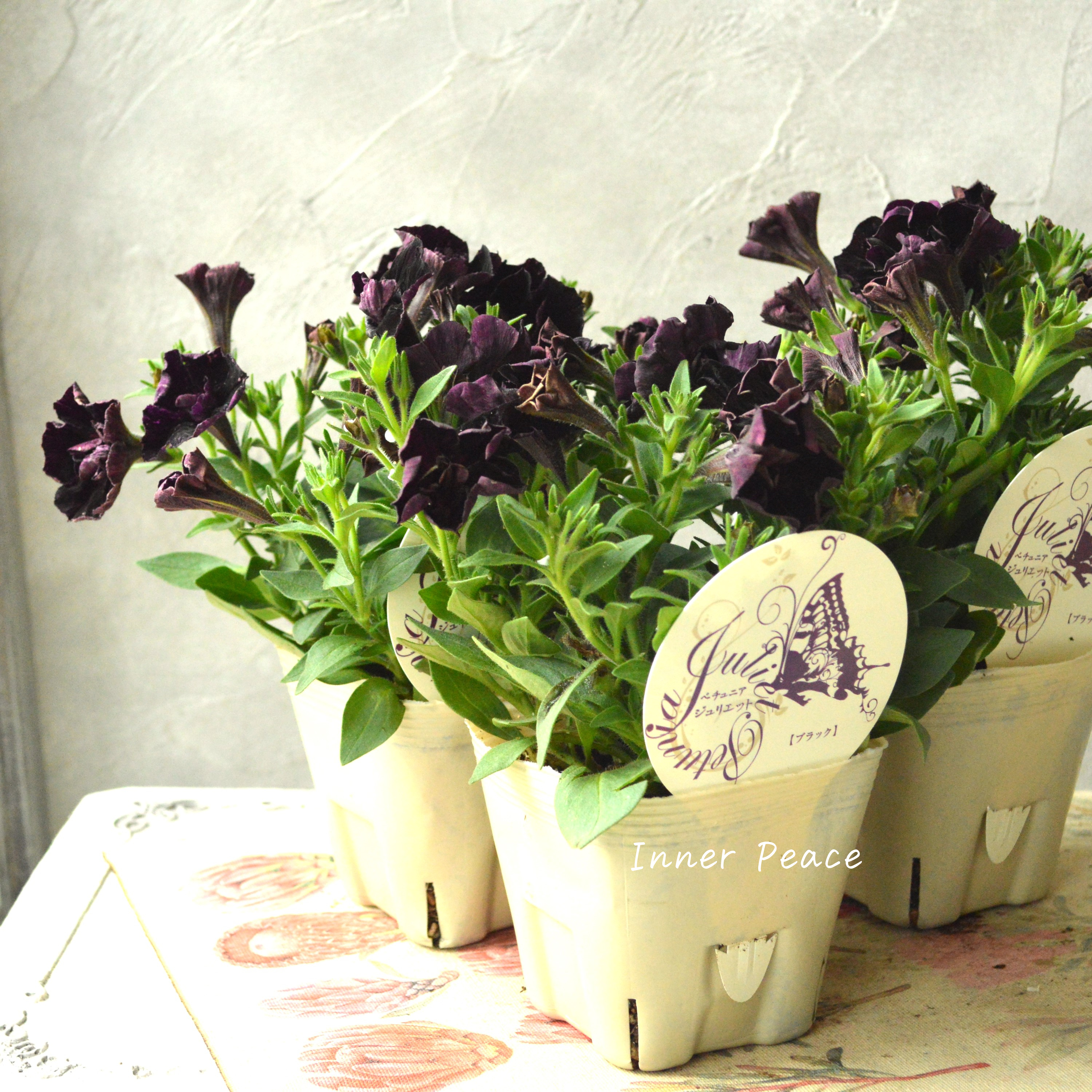 【花芳さんオリジナル】 八重咲きペチュニア 『ジュリエット・ブラック』 3.5寸POT