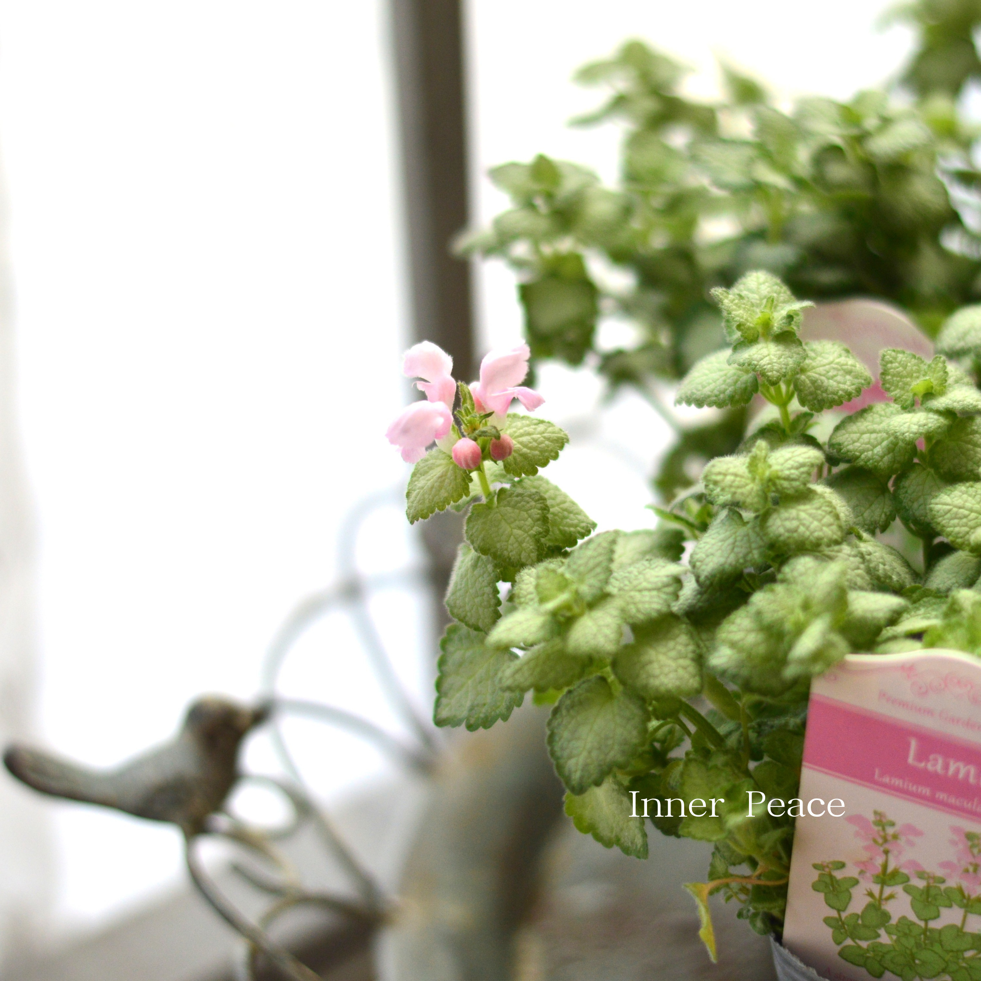 【寄せ植えに】 ラミウム 『ラミ』 2.5寸POT