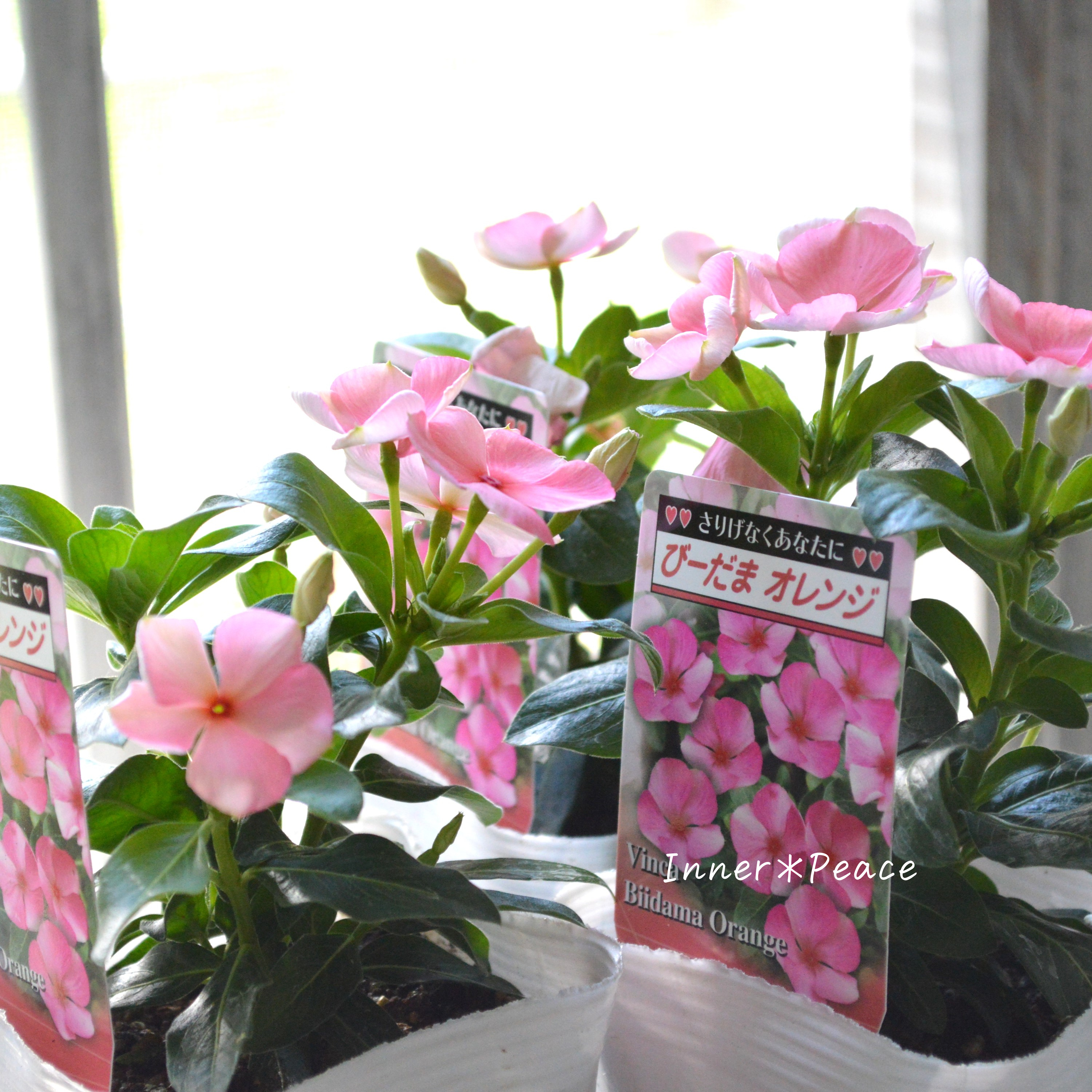 【北島園芸さん】 ニチニチソウ 『びーだまオレンジ』 3.5寸POT