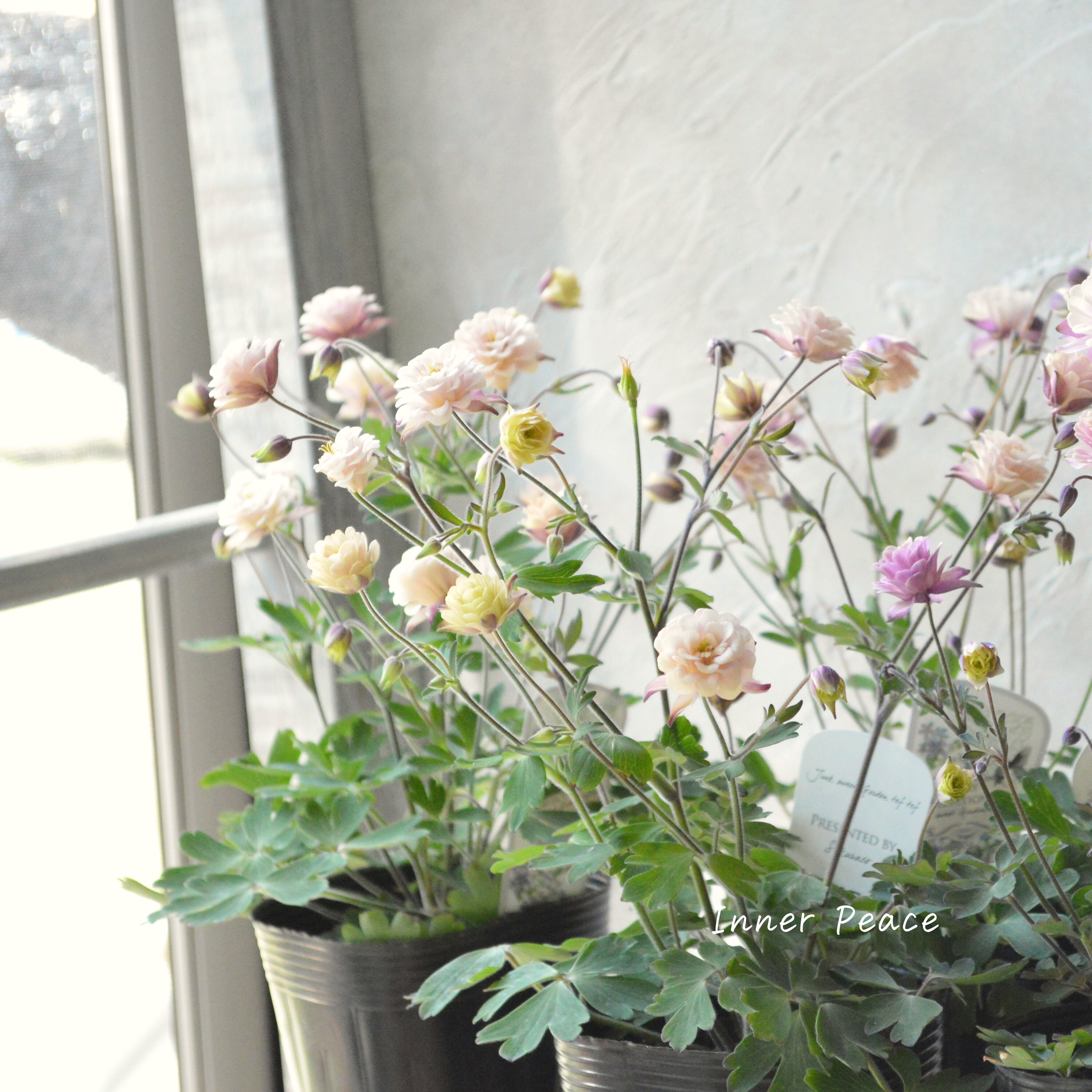 【tef*tef*さんオリジナル】 八重咲きオダマキ 『クラシカルセピア』 3.5寸ロングPOT