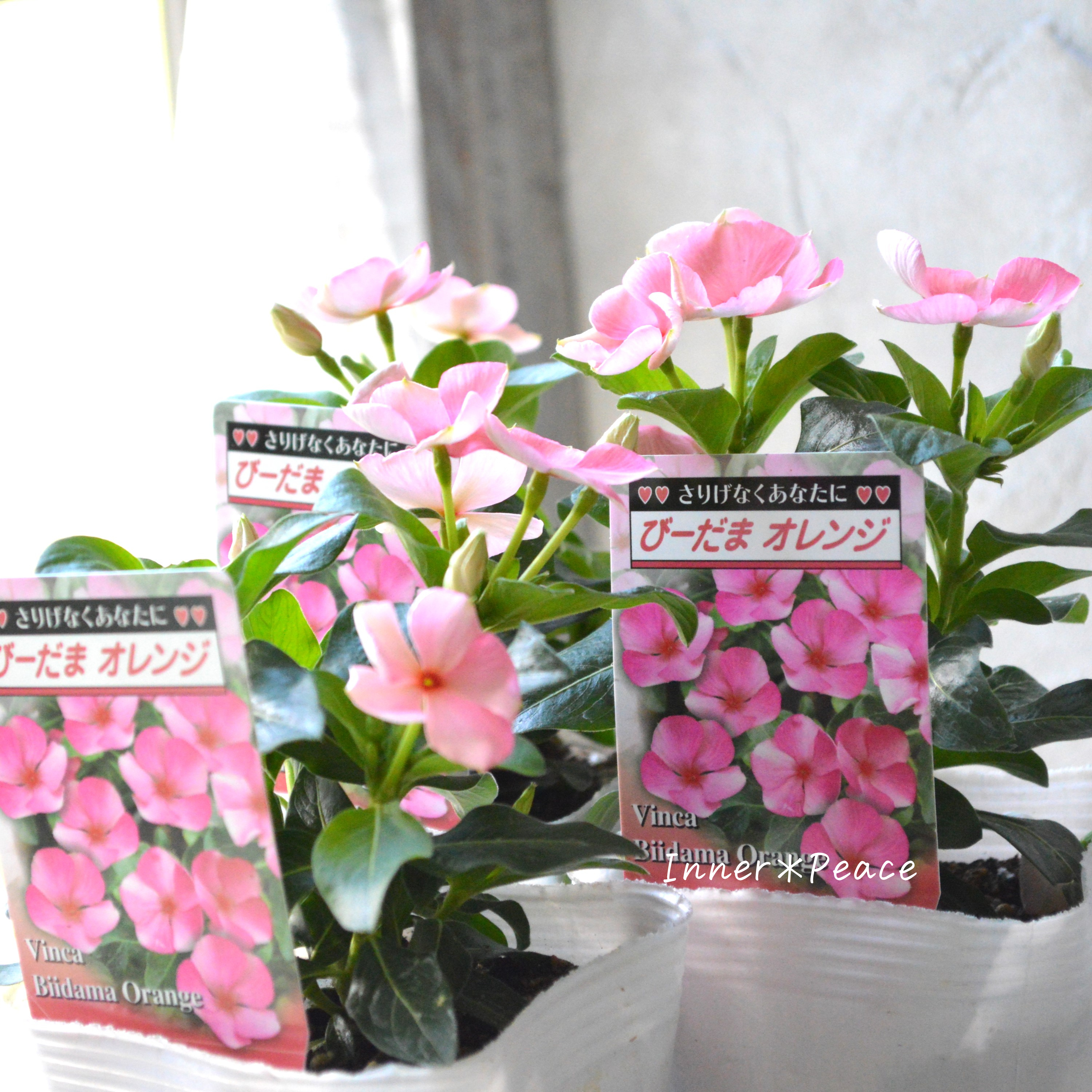 【北島園芸さん】 ニチニチソウ 『びーだまオレンジ』 3.5寸POT