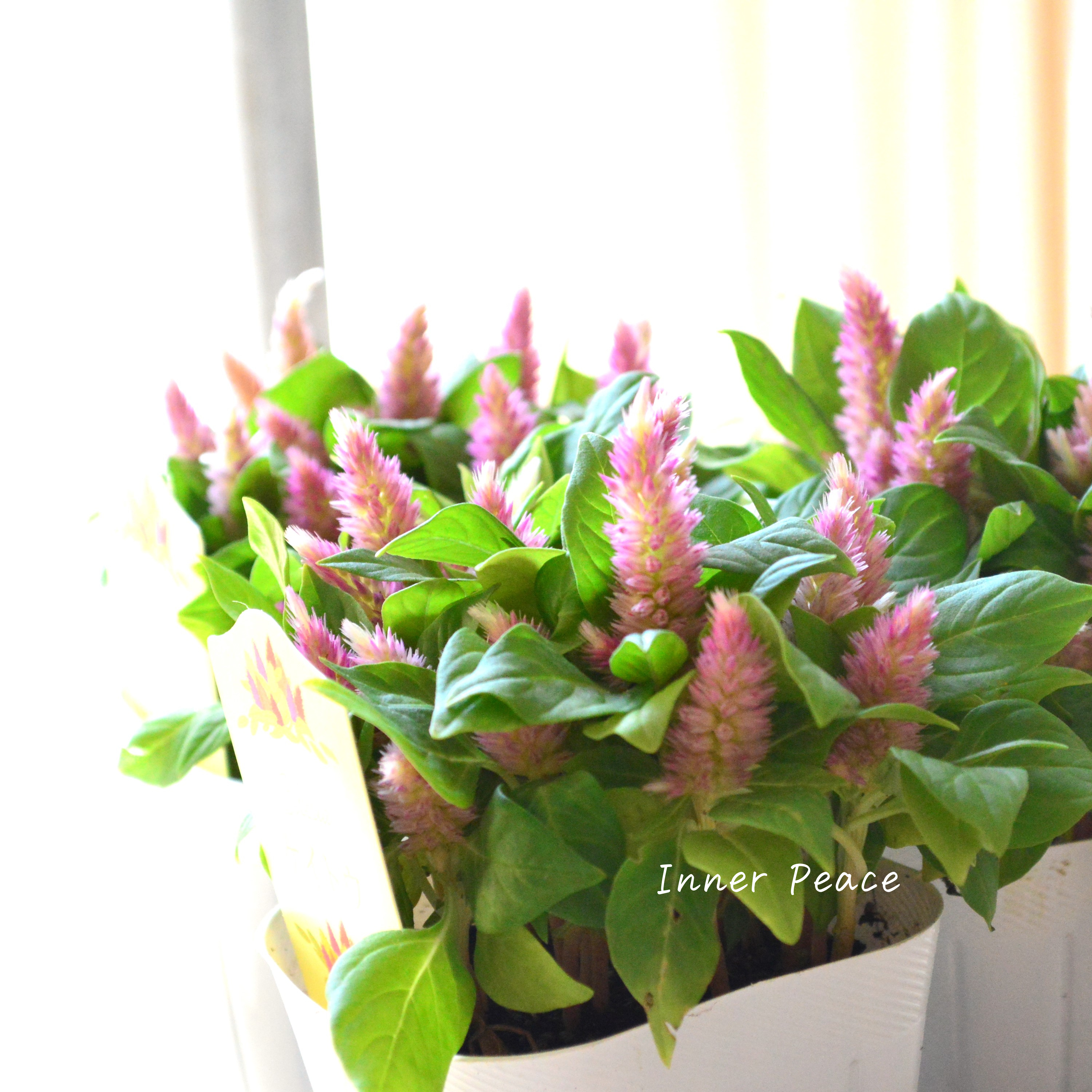 【秋のお花】 ケイトウ(多粒撒き) 『ピンクバイカラー』 3寸POT