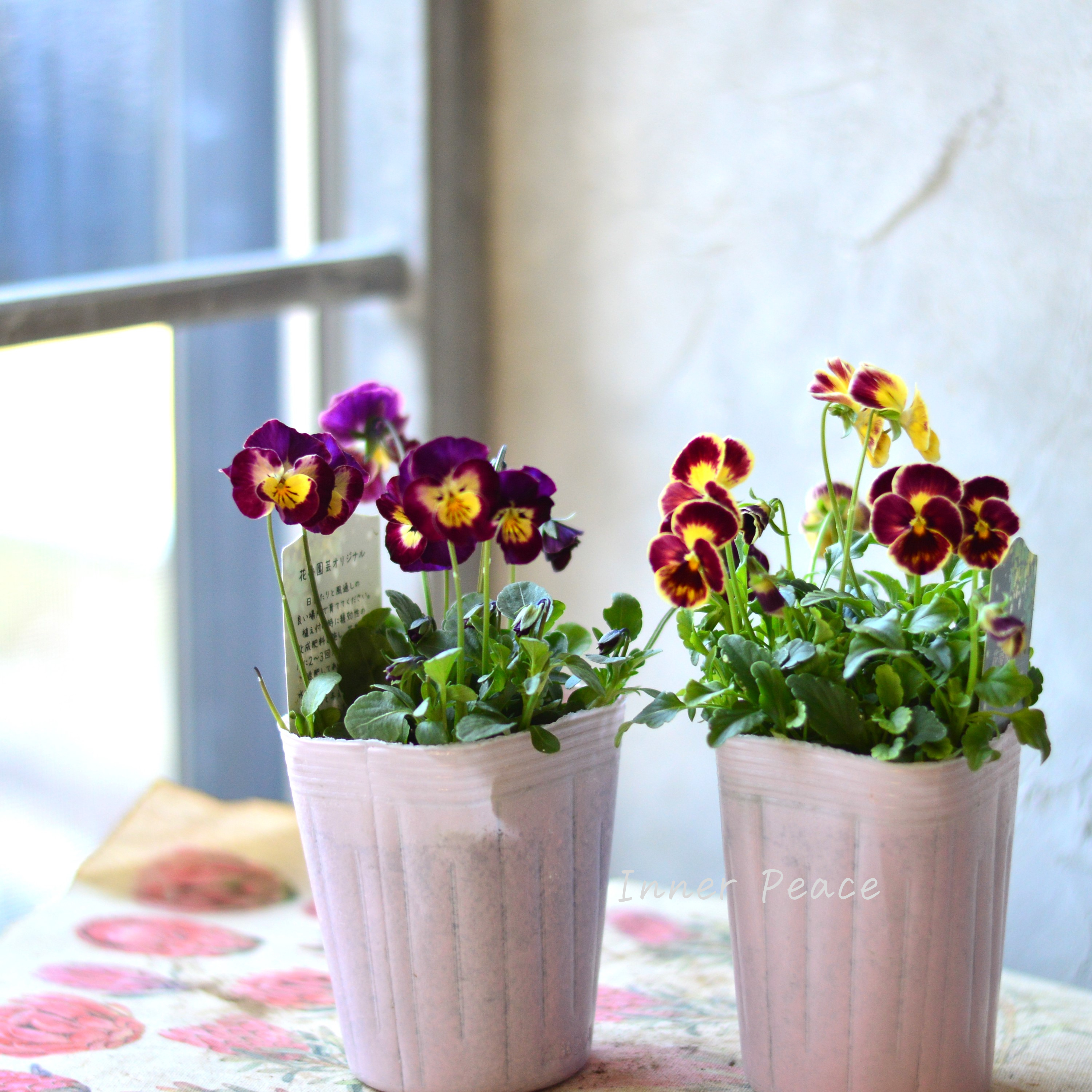 【花夢園芸さん】 ビオラ 『レッド系』 3寸ロングPOT