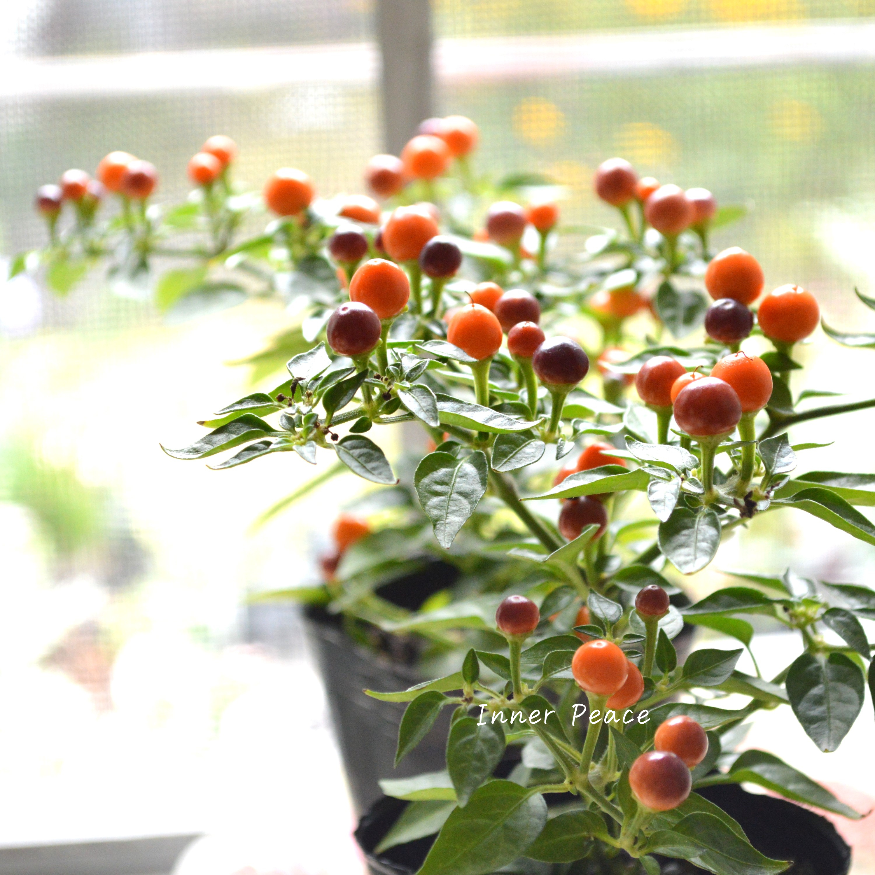 【暑さに強い】 トウガラシ 『パープル』 3寸POT