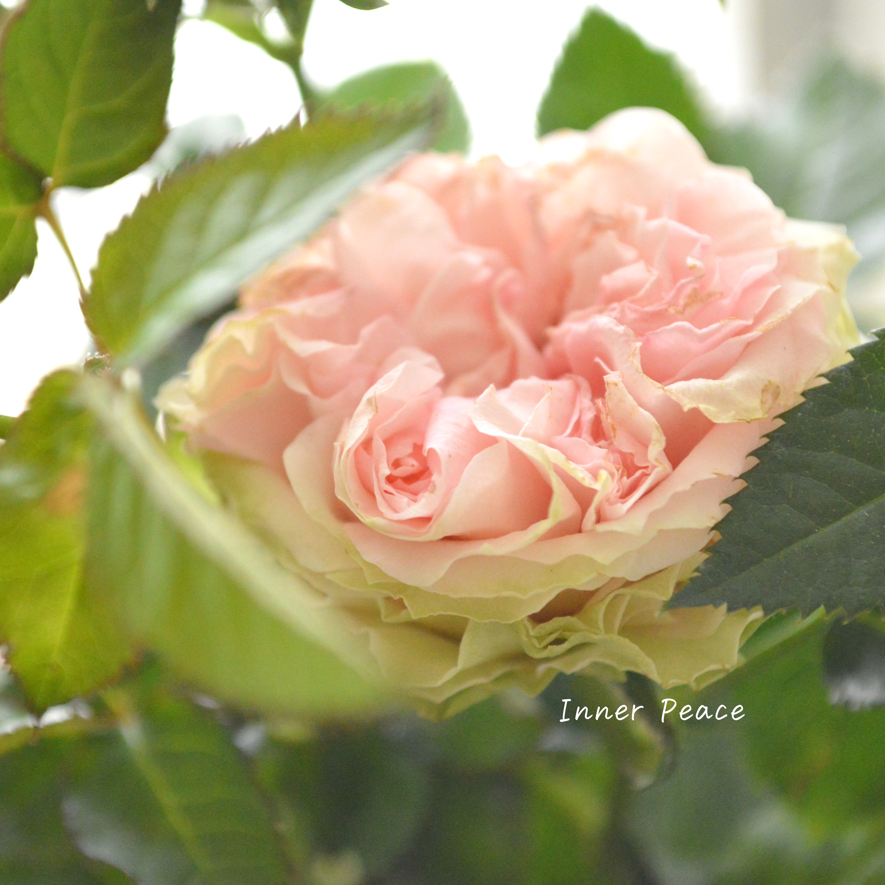 【美しい】 ミニ薔薇 『コルダナ・ポエトリー』 3寸POT