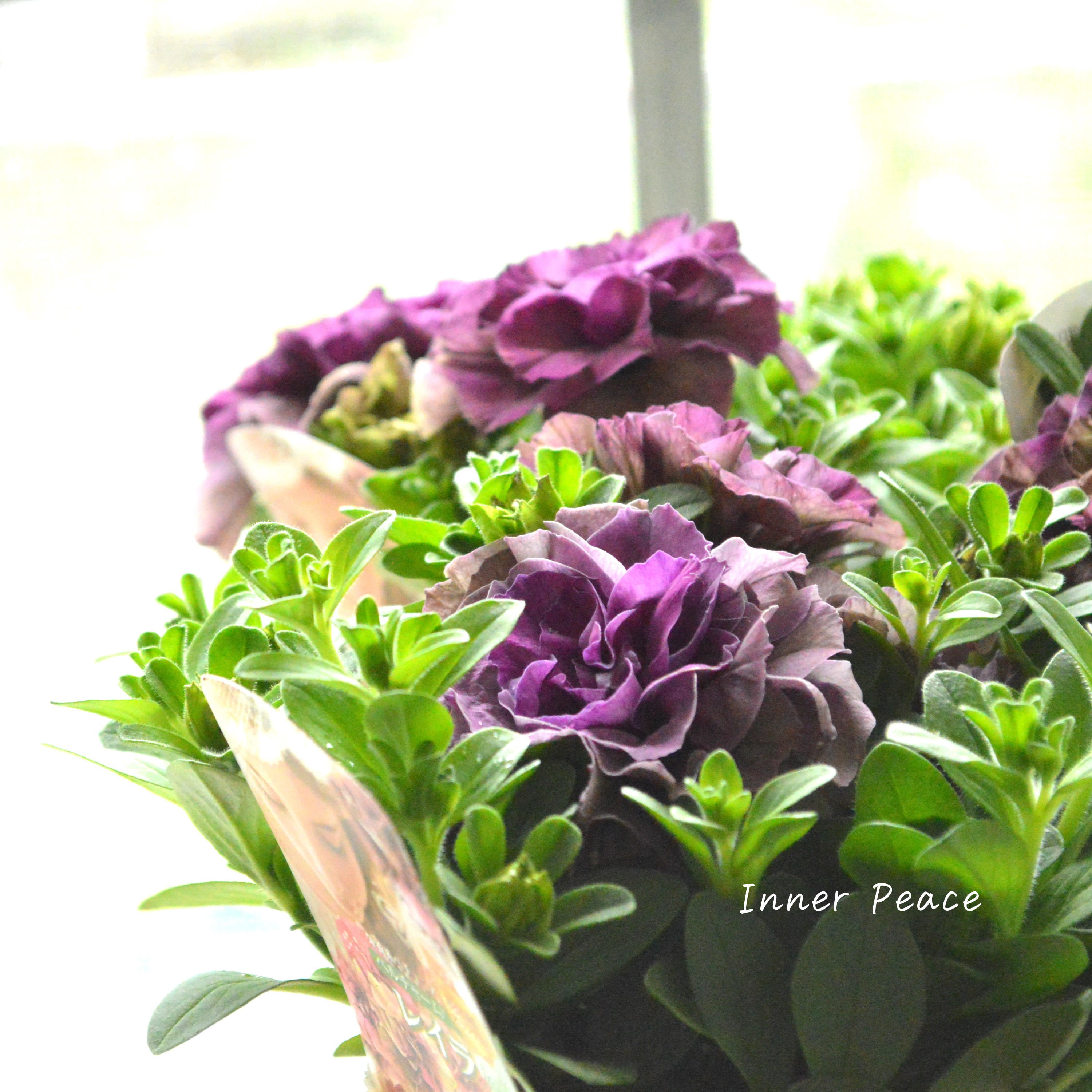 【花日和さんオリジナル】 栄養系ペチュニア 『ベルチャーム・レイラ』 3.5寸POT