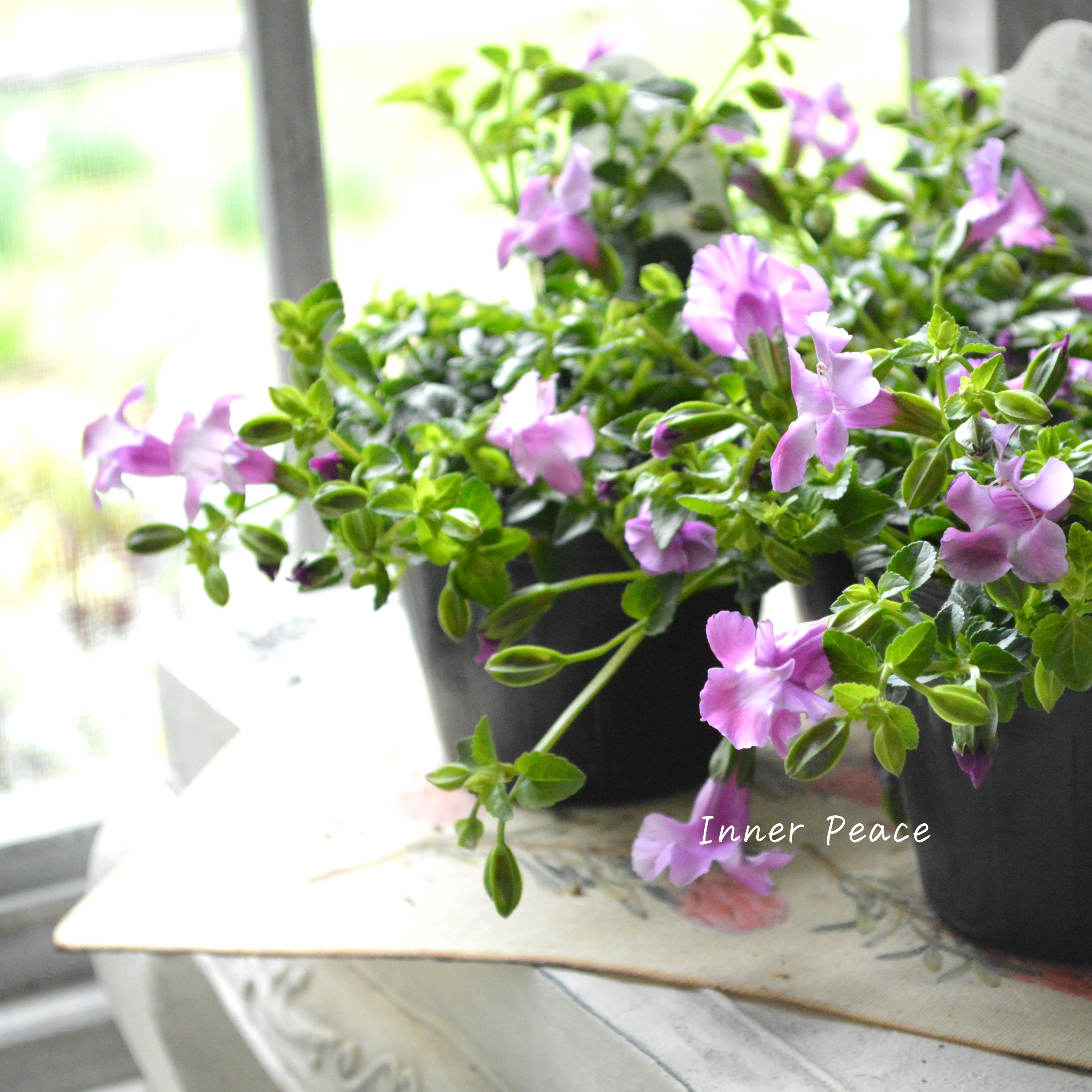 【PW】 スーパートレニア カタリーナ 『ピンクリバー』 3寸POT