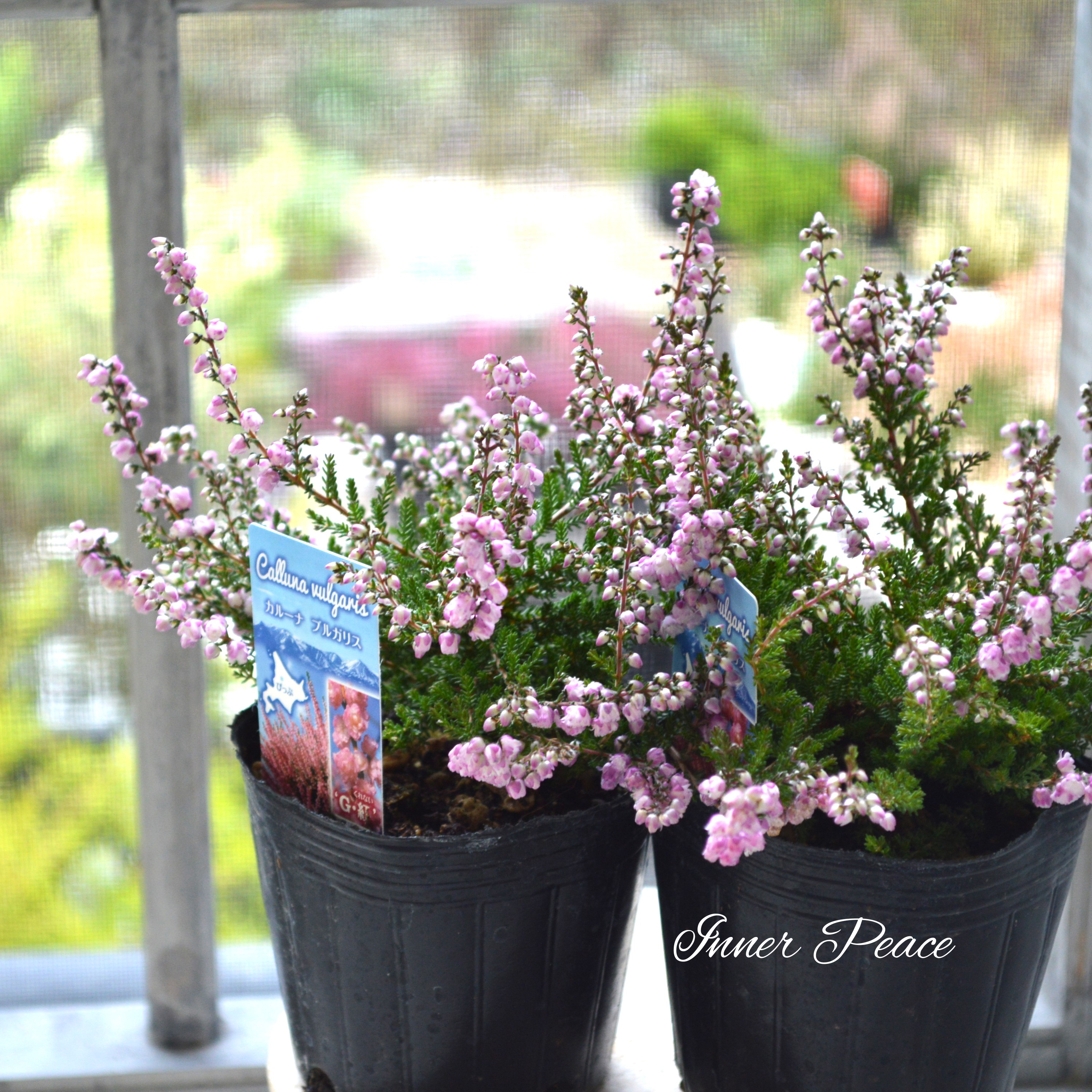 【豪華】 八重咲きカルーナ 薄ピンク 3寸POT