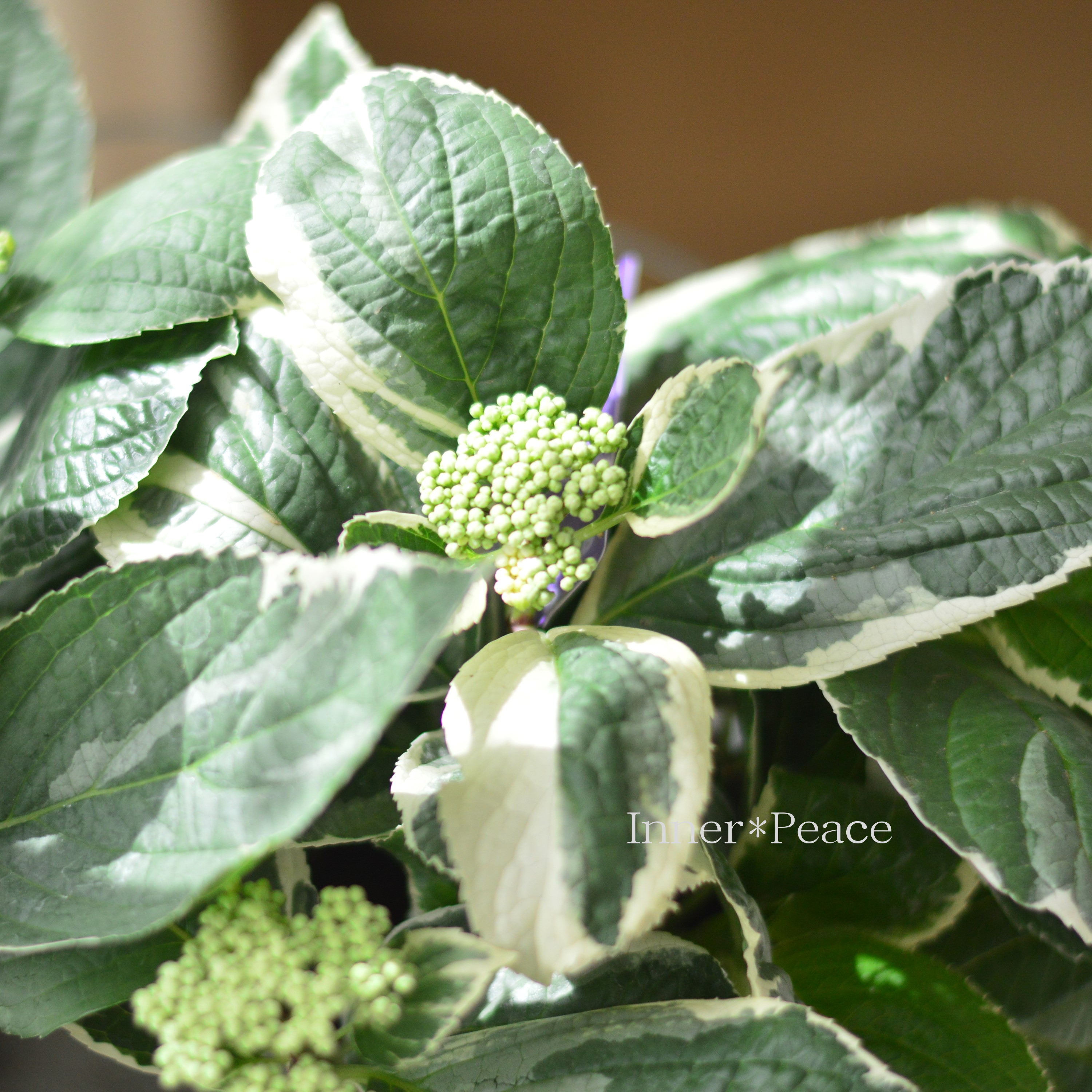 【斑入り】 アジサイ 『恋路ヶ浜』 3.5寸POT