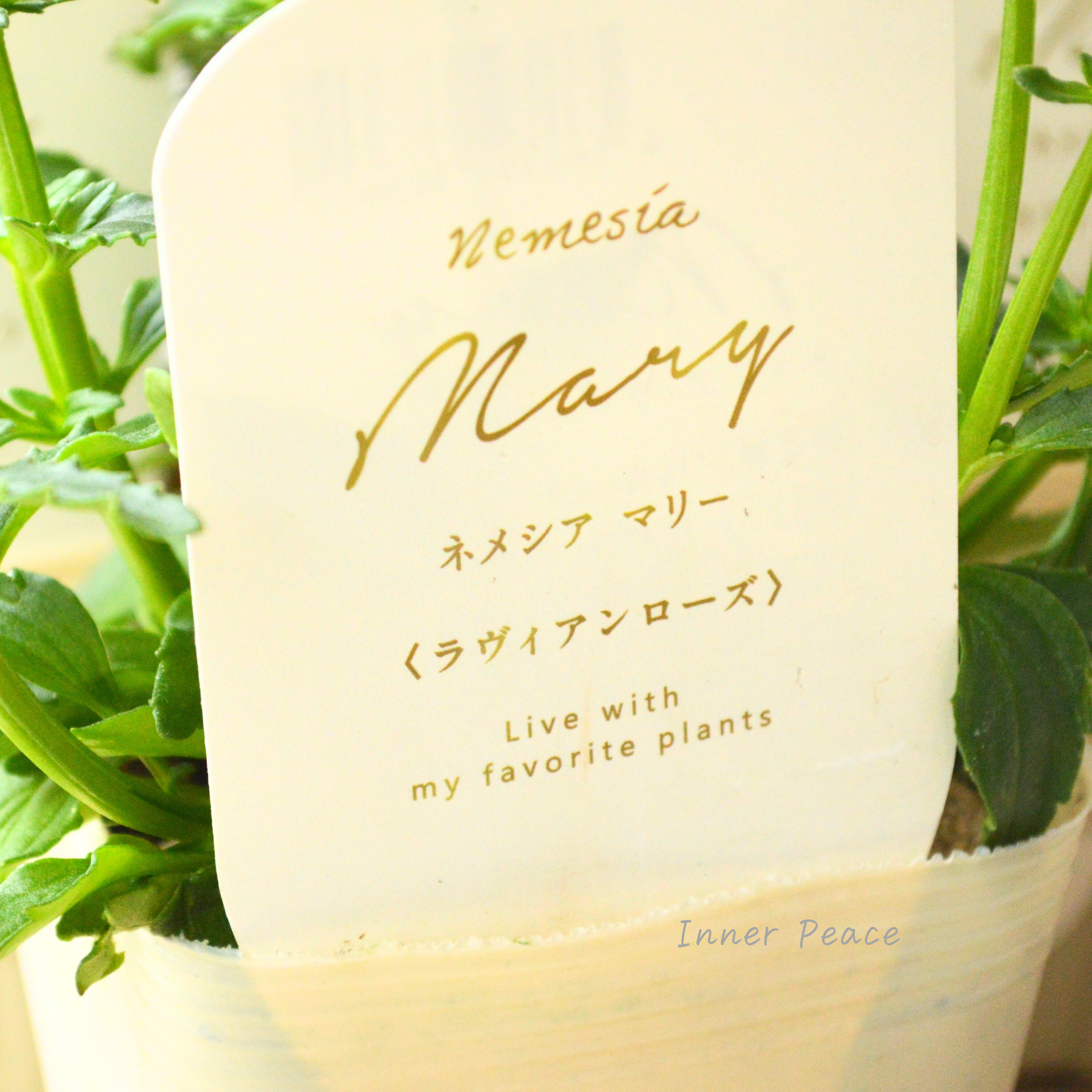 【花芳さん】 ネメシア 『マリー・ラヴィアンローズ』 3.5寸POT