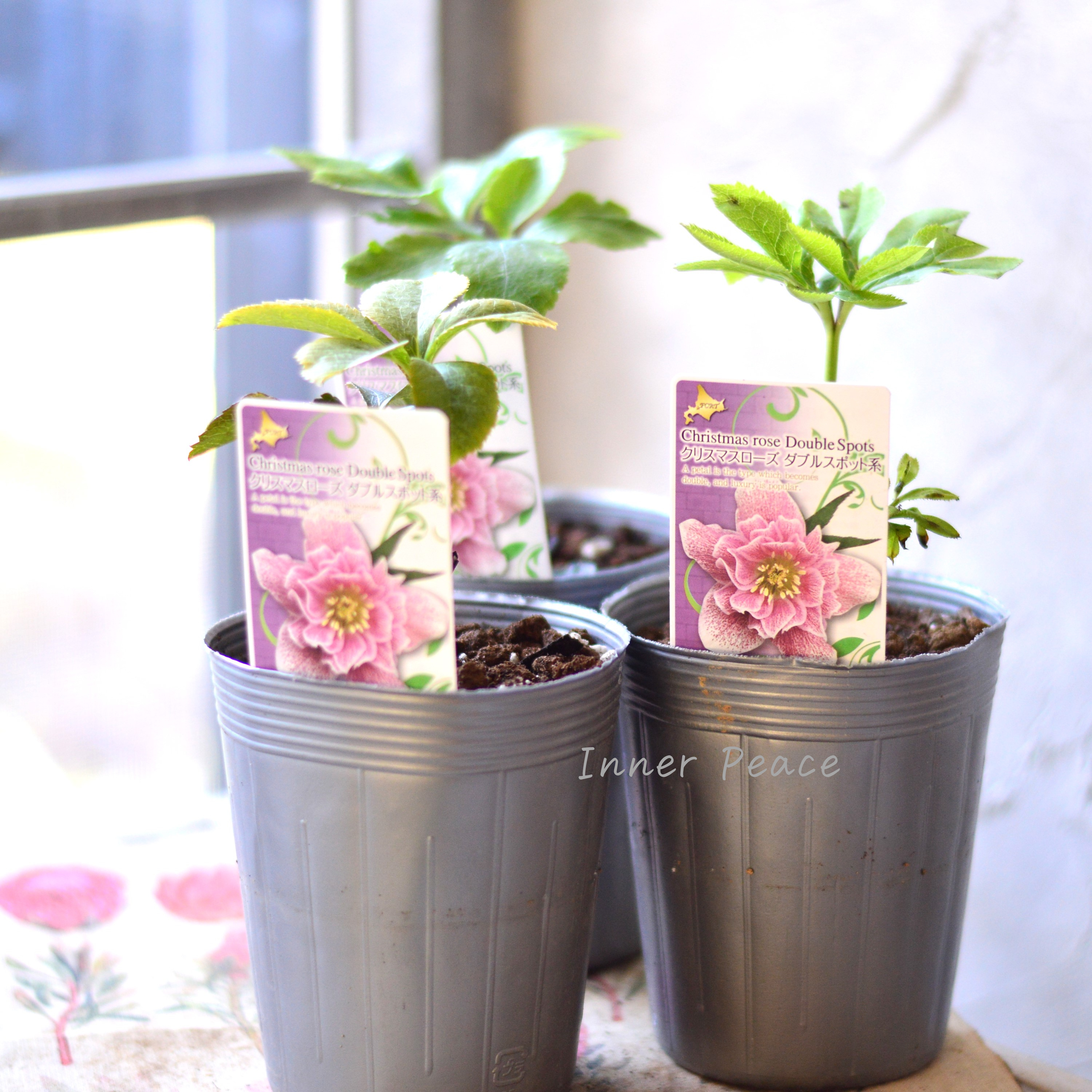 【八重咲き】 クリスマスローズ 『ダブルスポット系』 3.5寸ロングPOT