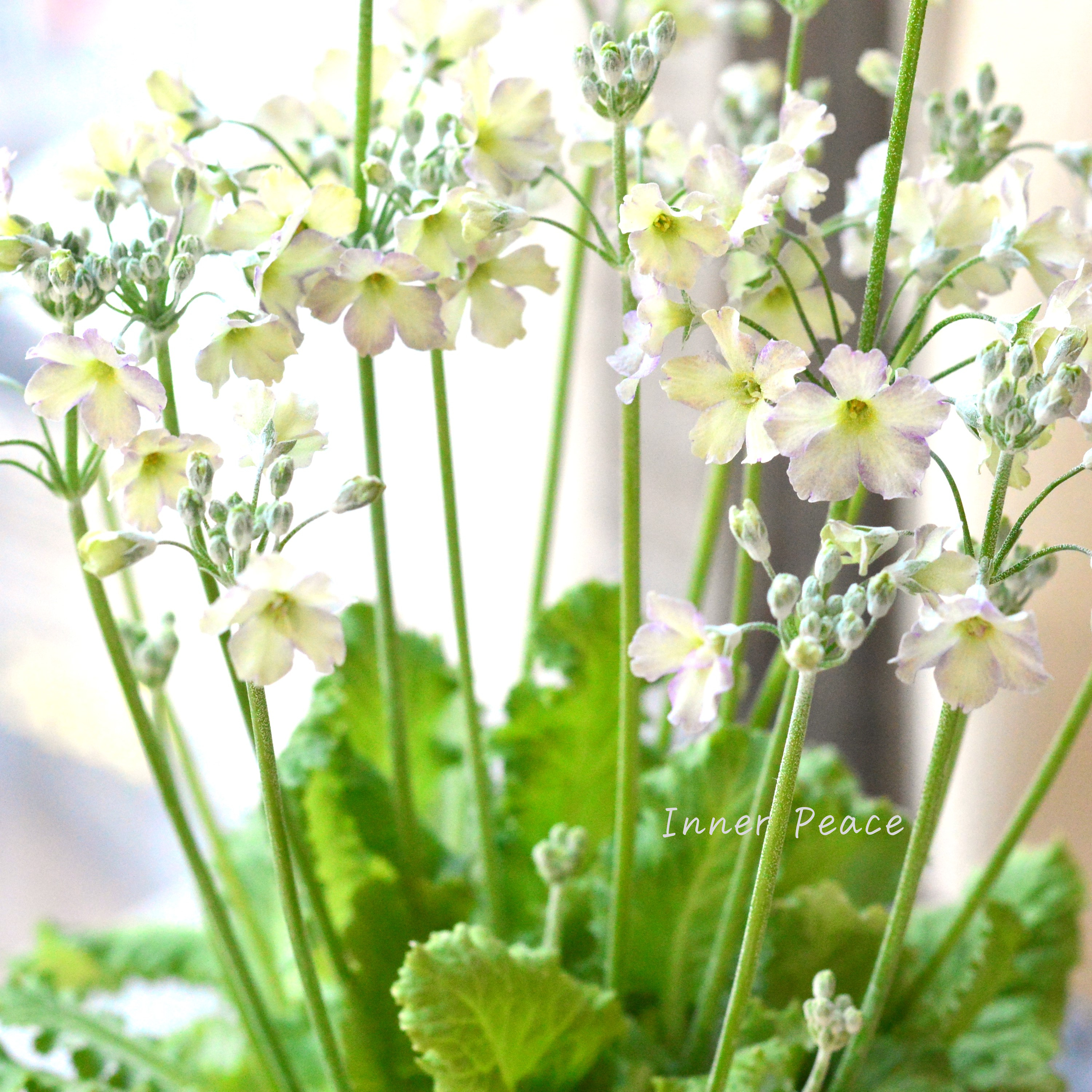 【可憐】 プリムラ マラコイデス 『イーライムピコティ』 3.5寸POT