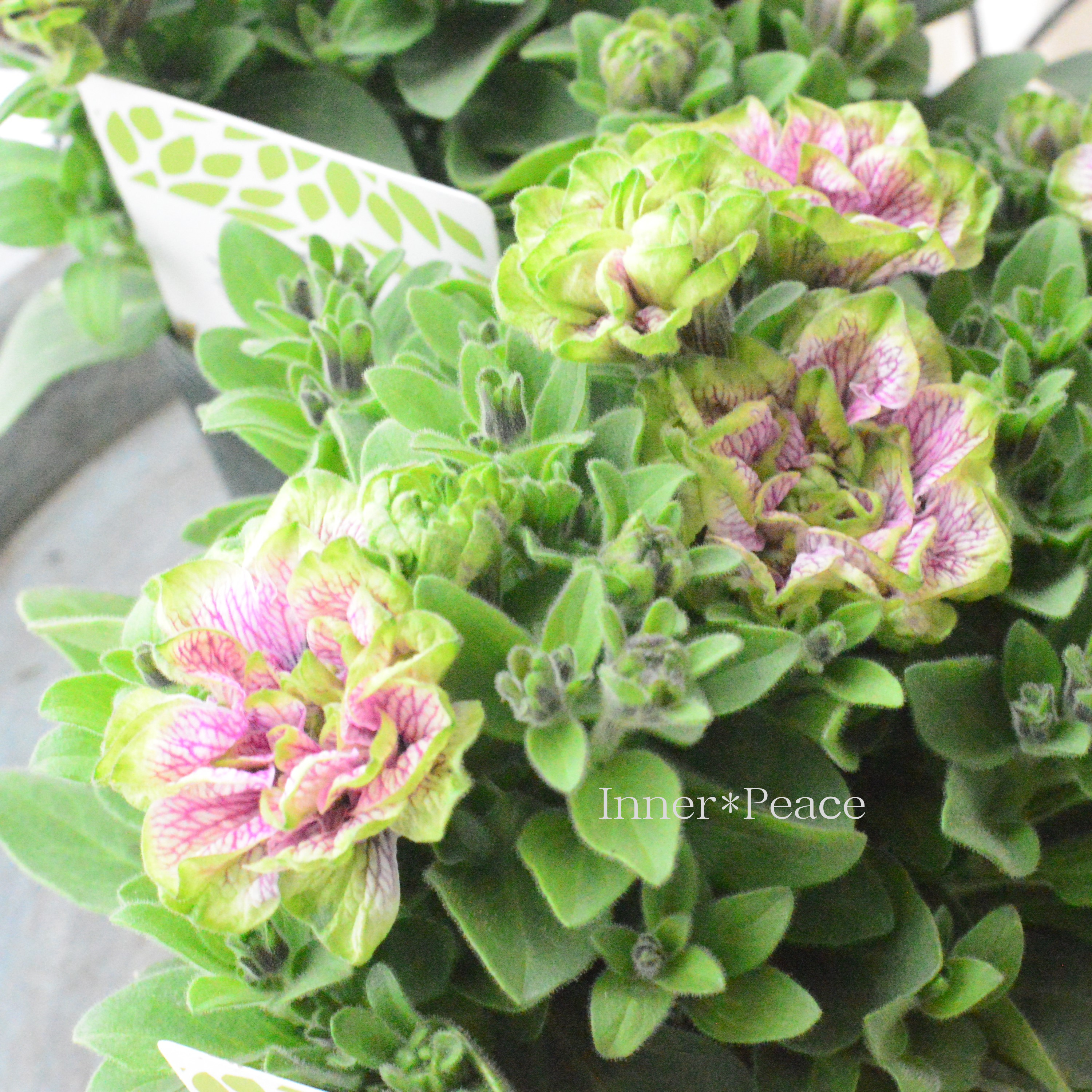 【ゲブラさんオリジナル】 八重咲きペチュニア 『凛花子』 3.5寸POT