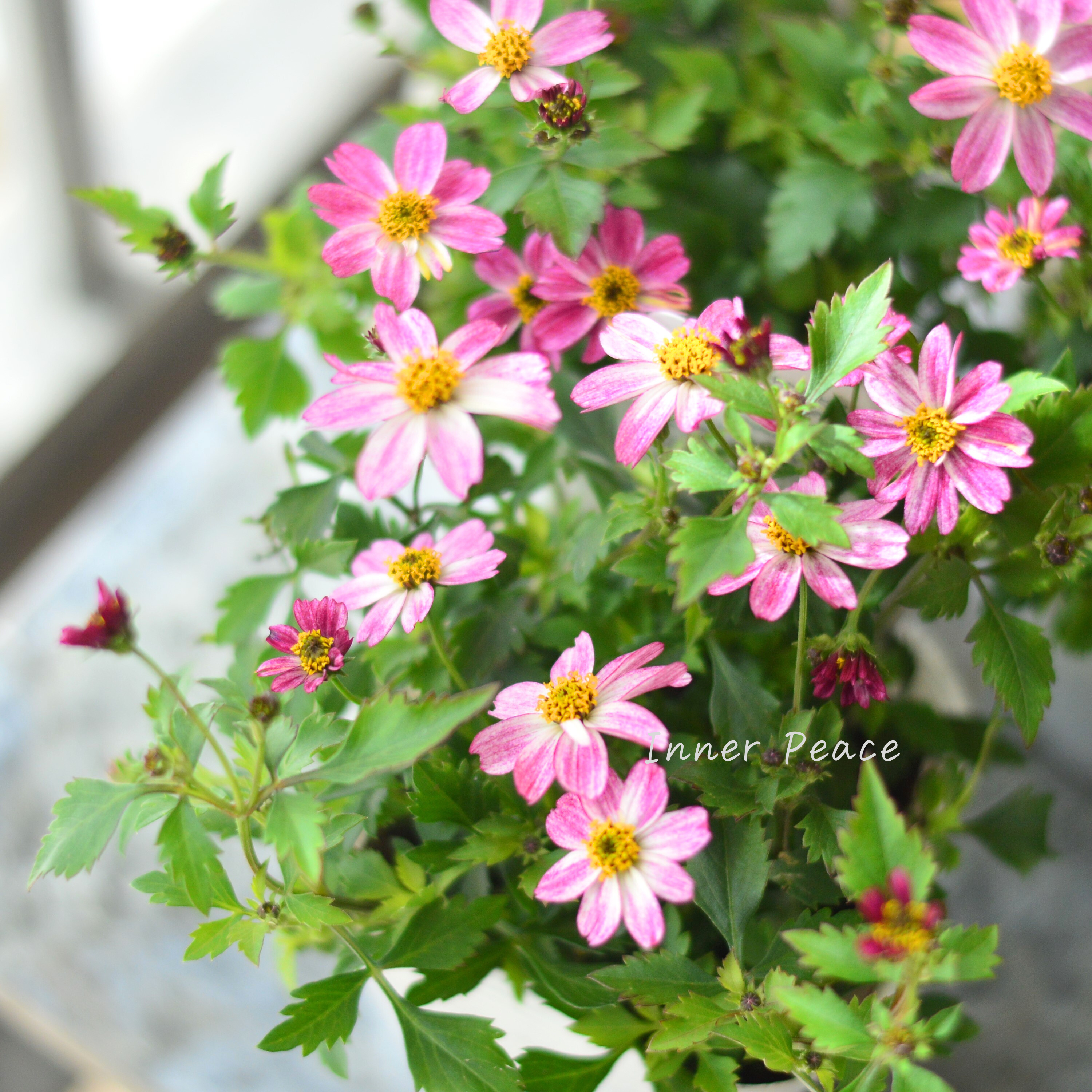 【かわいい】 ビデンス 『プリティ イン ピンク』 3.5寸POT