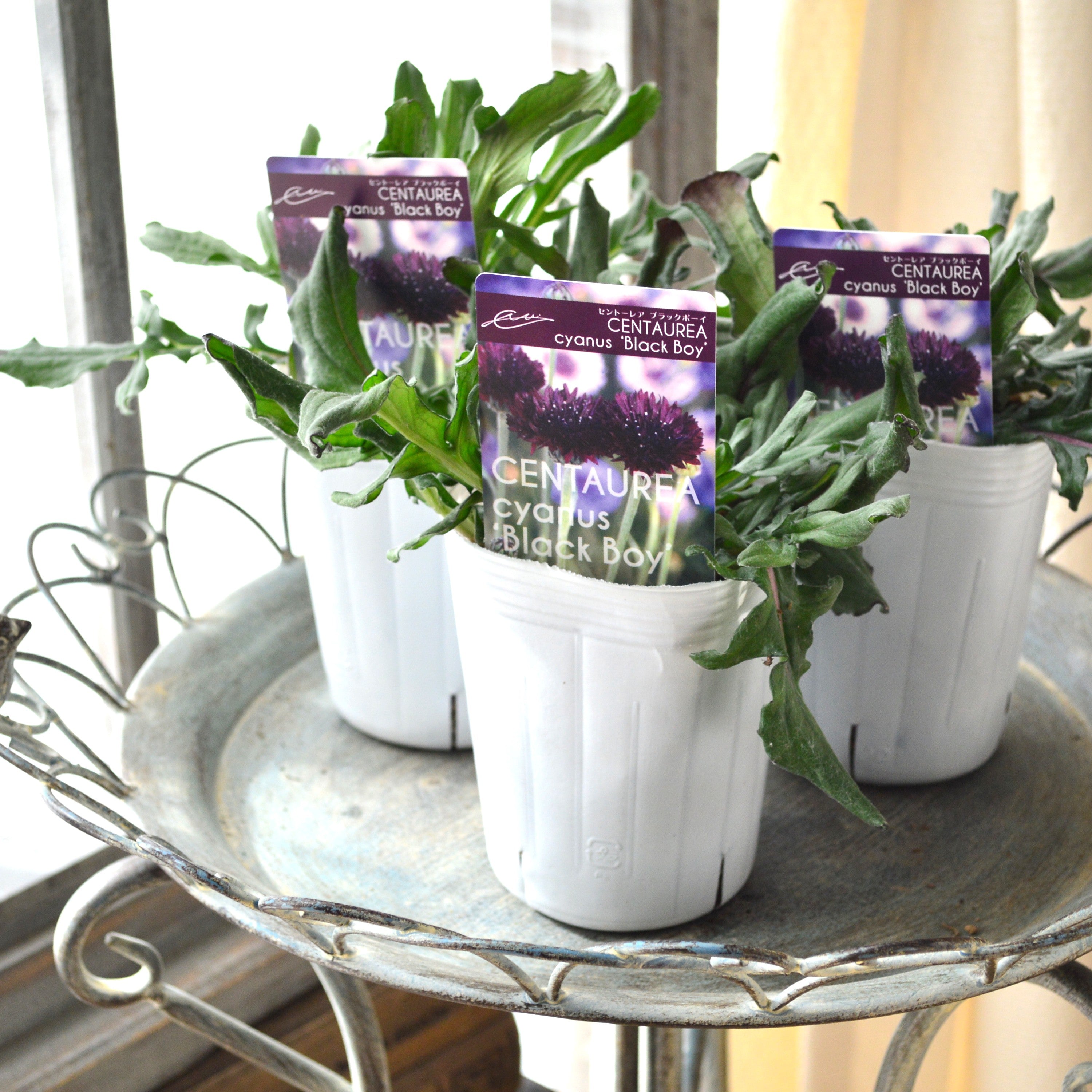 【寒さに強い】 セントーレア(矢車草) 『ブラックボーイ』植え込み用 3寸POT