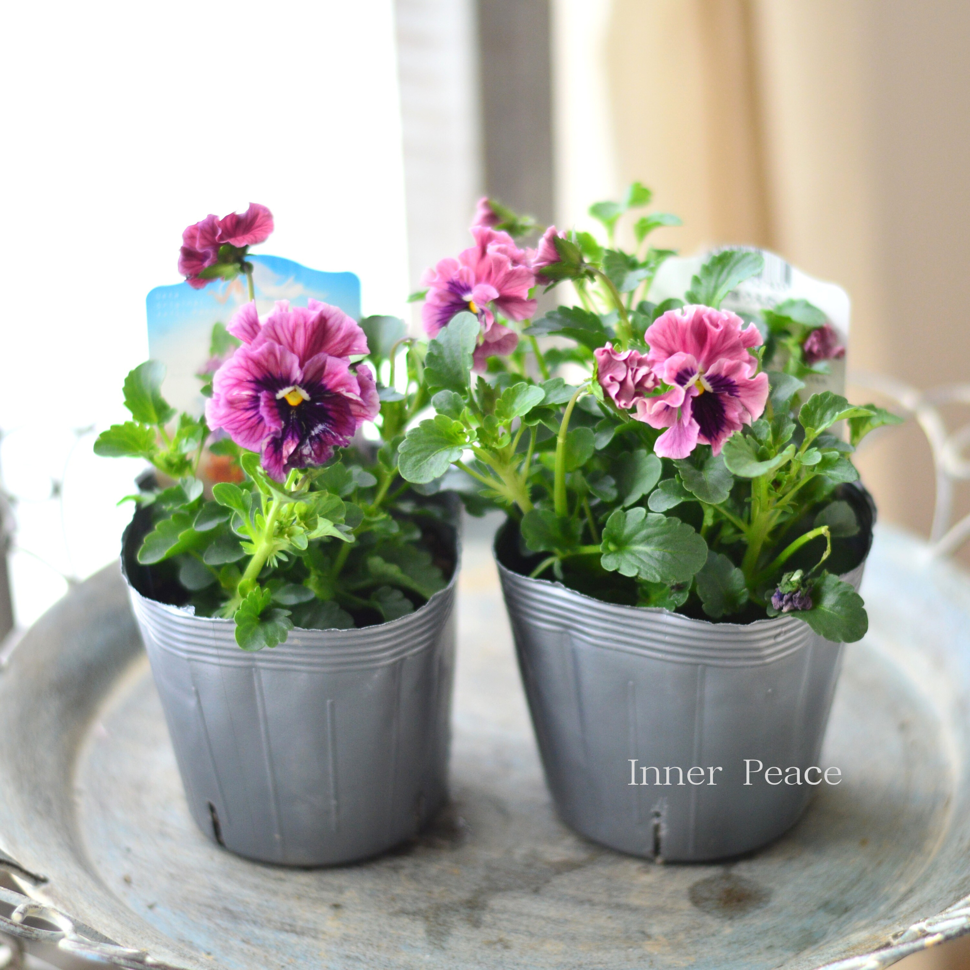 【うえたさん育種】 ミニパンジー 『天の羽衣・ピンク』 3.5寸POT