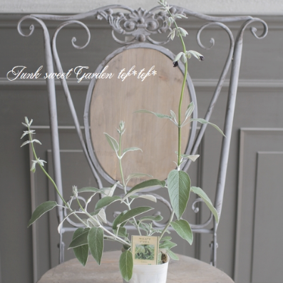 【希少】 サルビア 『ディスコロールカラー』 3.5寸POT