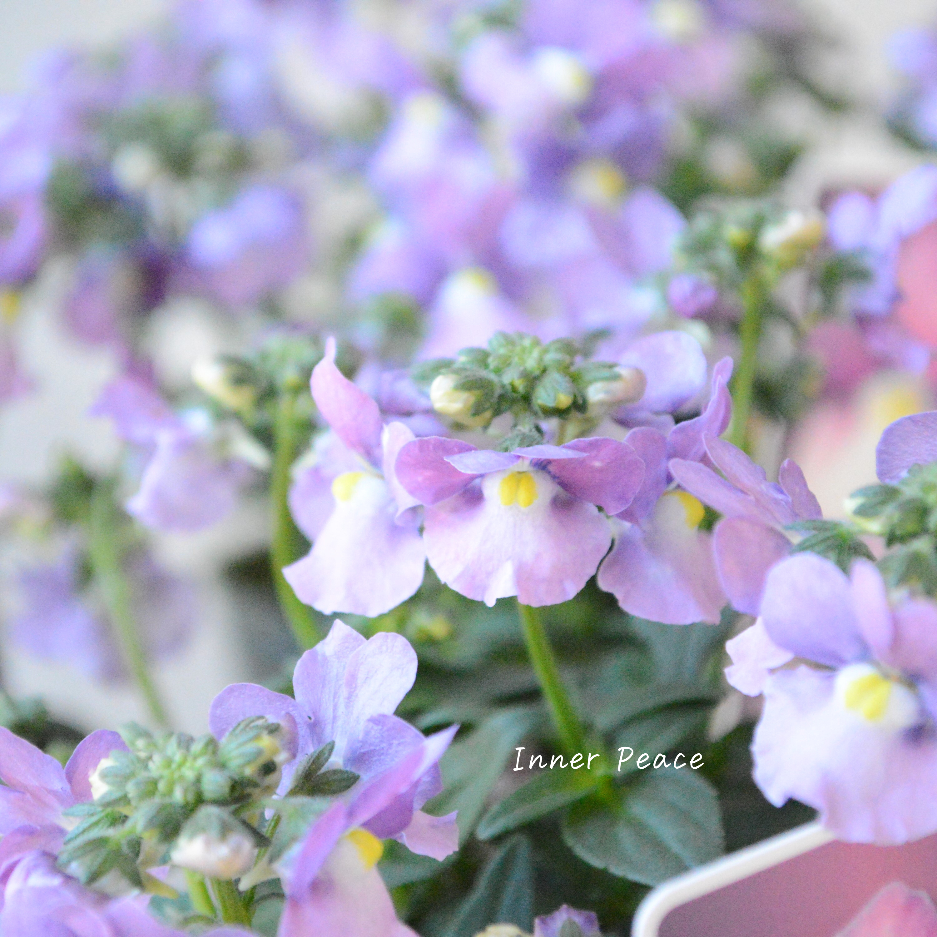 【ゲブラさん】 ネメシア・メーテル 『ミステリックブルー』 3.5寸POT