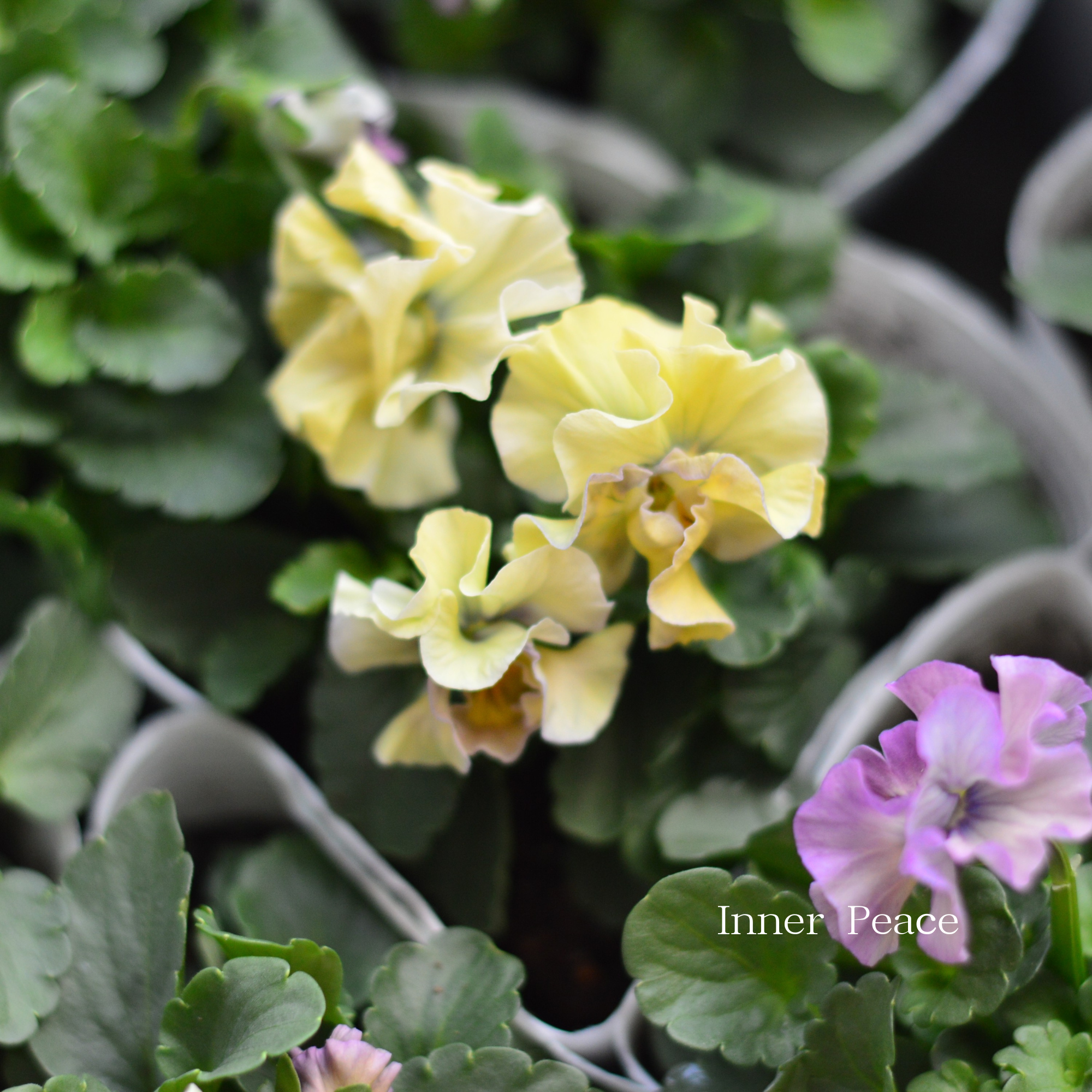 【かわいい】 ビオラ 『アイクルール』 3.5寸POT