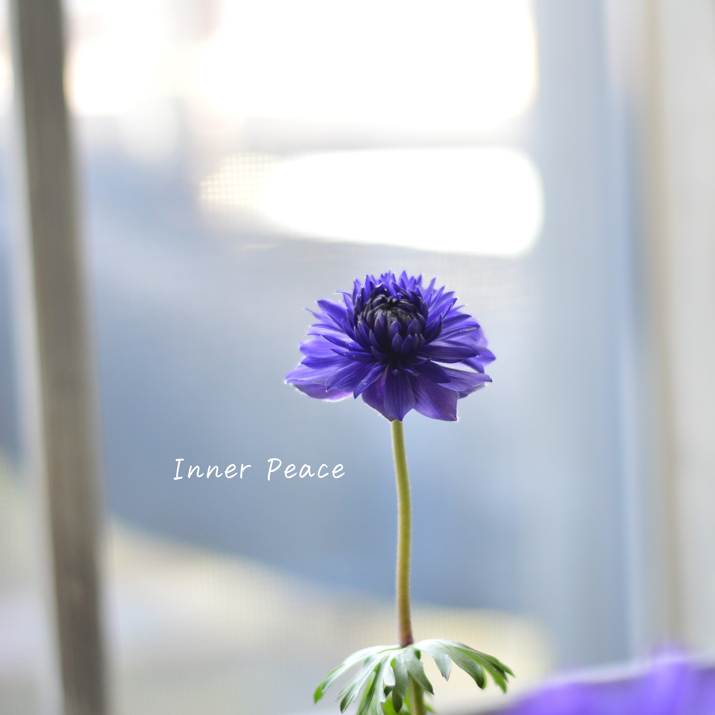 【八重咲き】 アネモネ 『ポルト・ダブルブルー』 3~3.5寸POT