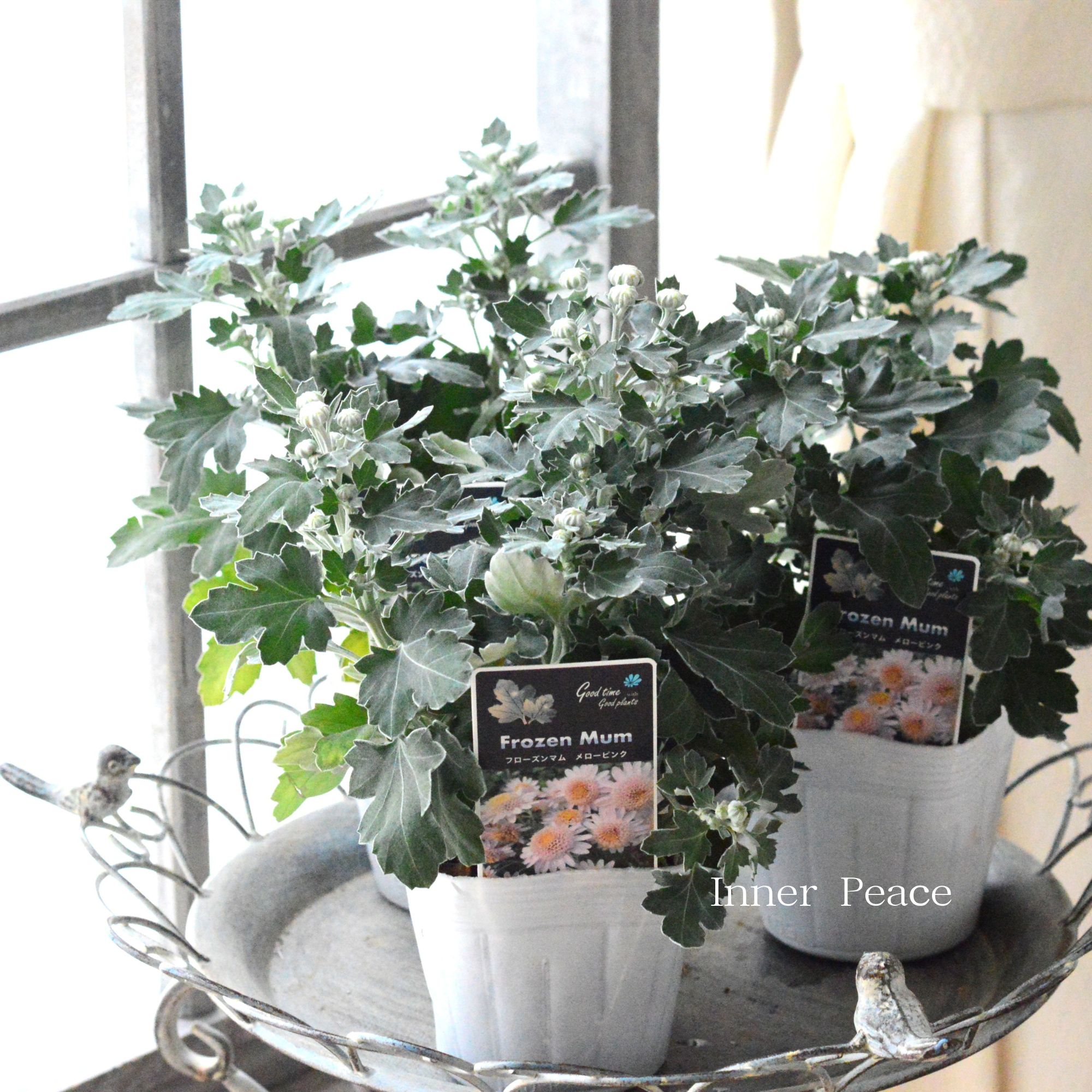 【かわいい】 フローズンマム 『メローピンク』 3.5寸POT