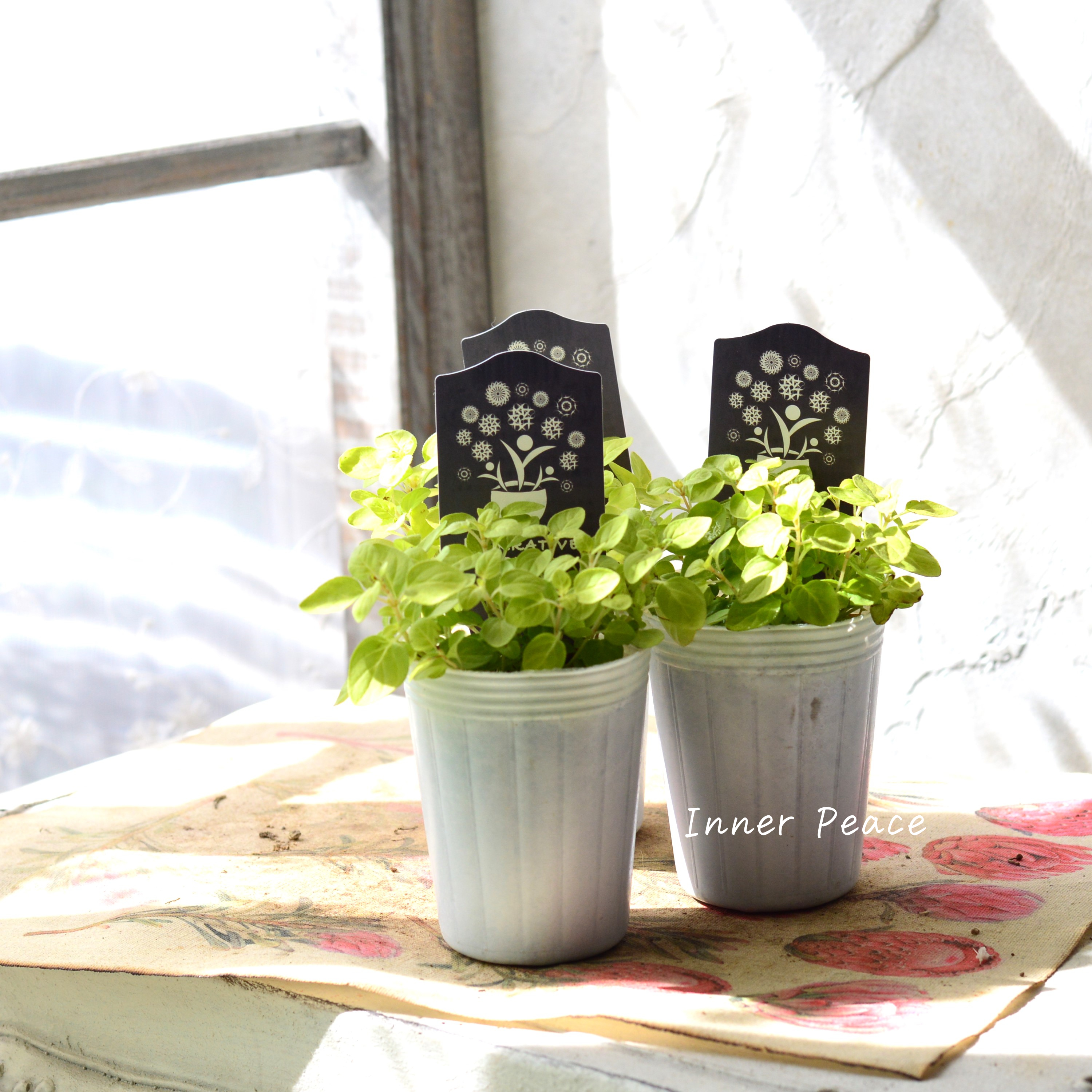 【ナラフラさん】 オレガノ 『ノートンズゴールド』 3寸POT