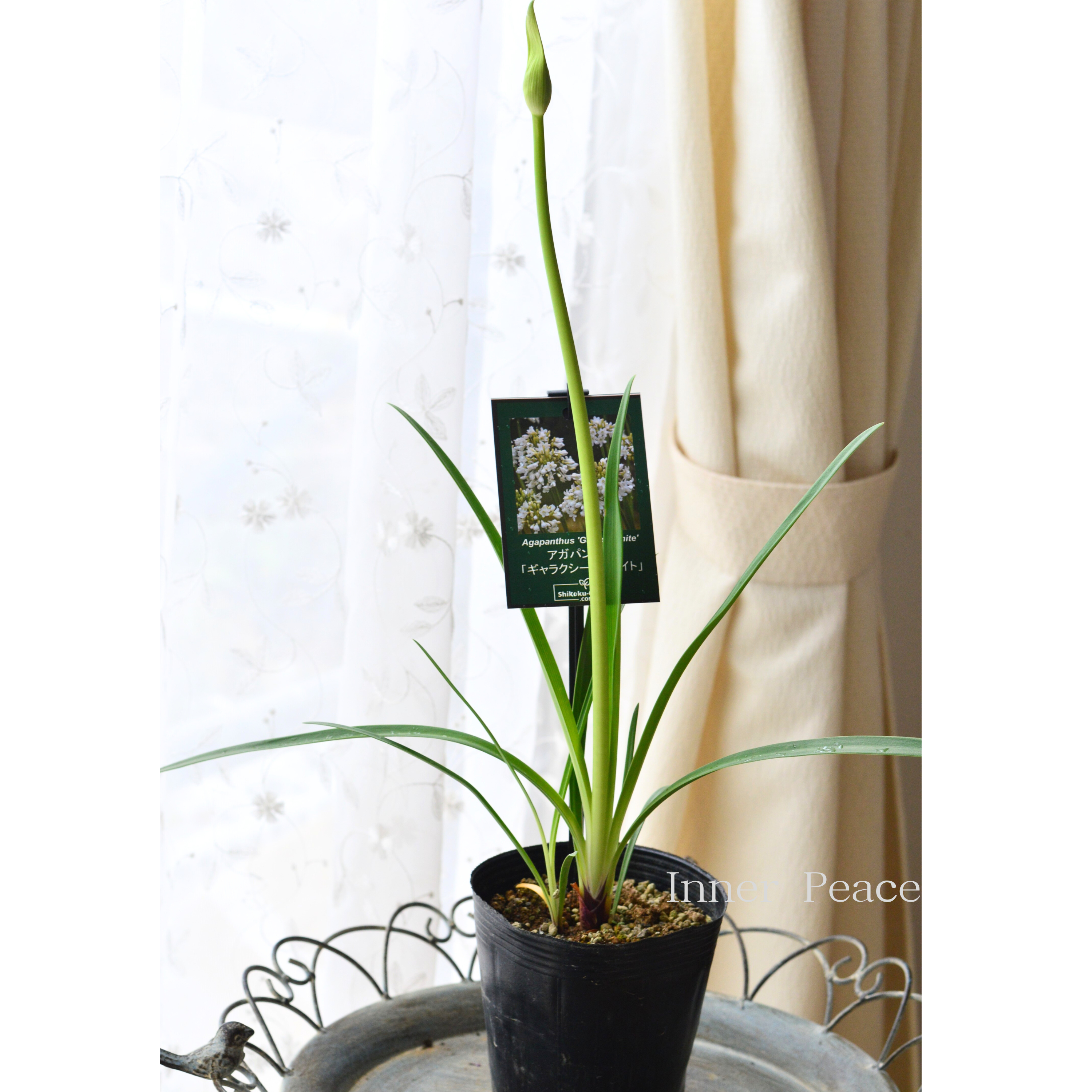 【四季咲き性】 アガパンサス 『ギャラクシーホワイト』 4寸POT