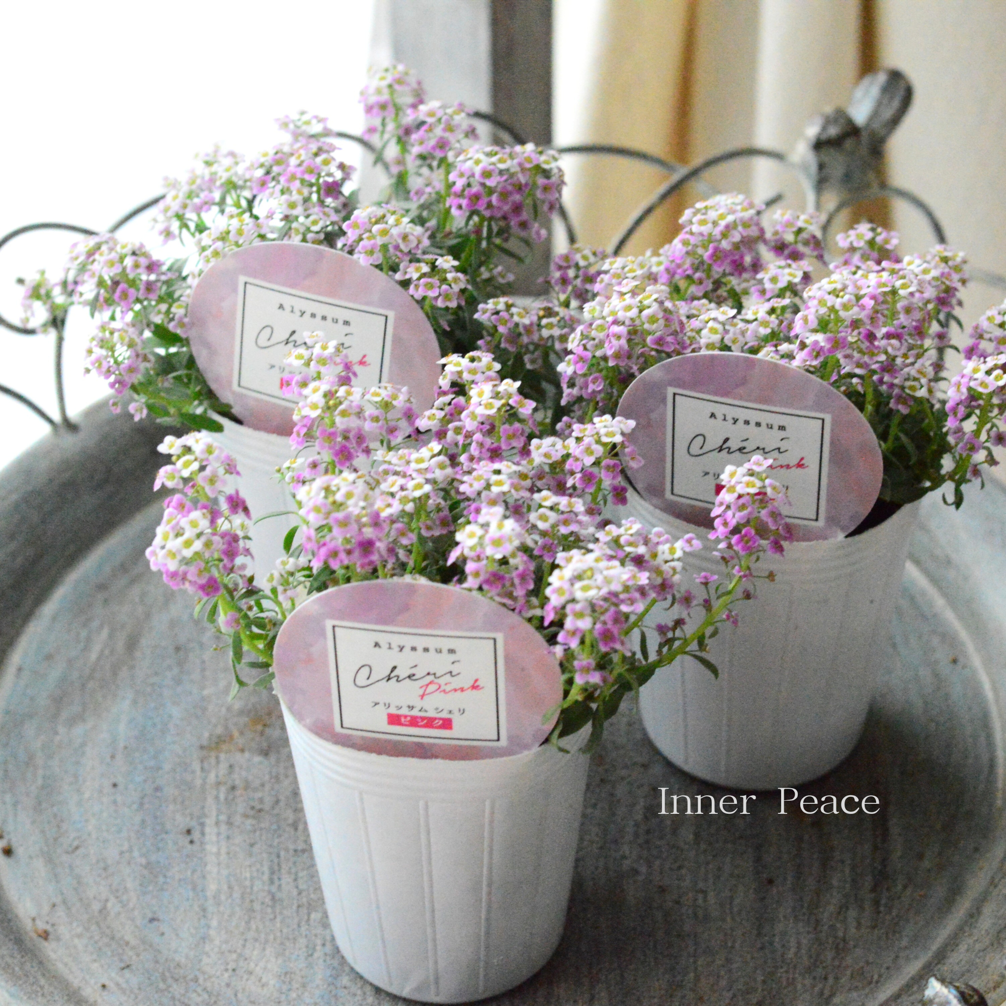 【奥田園芸さんオリジナル】 アリッサム 『シェリ・ピンク』 3.5寸POT