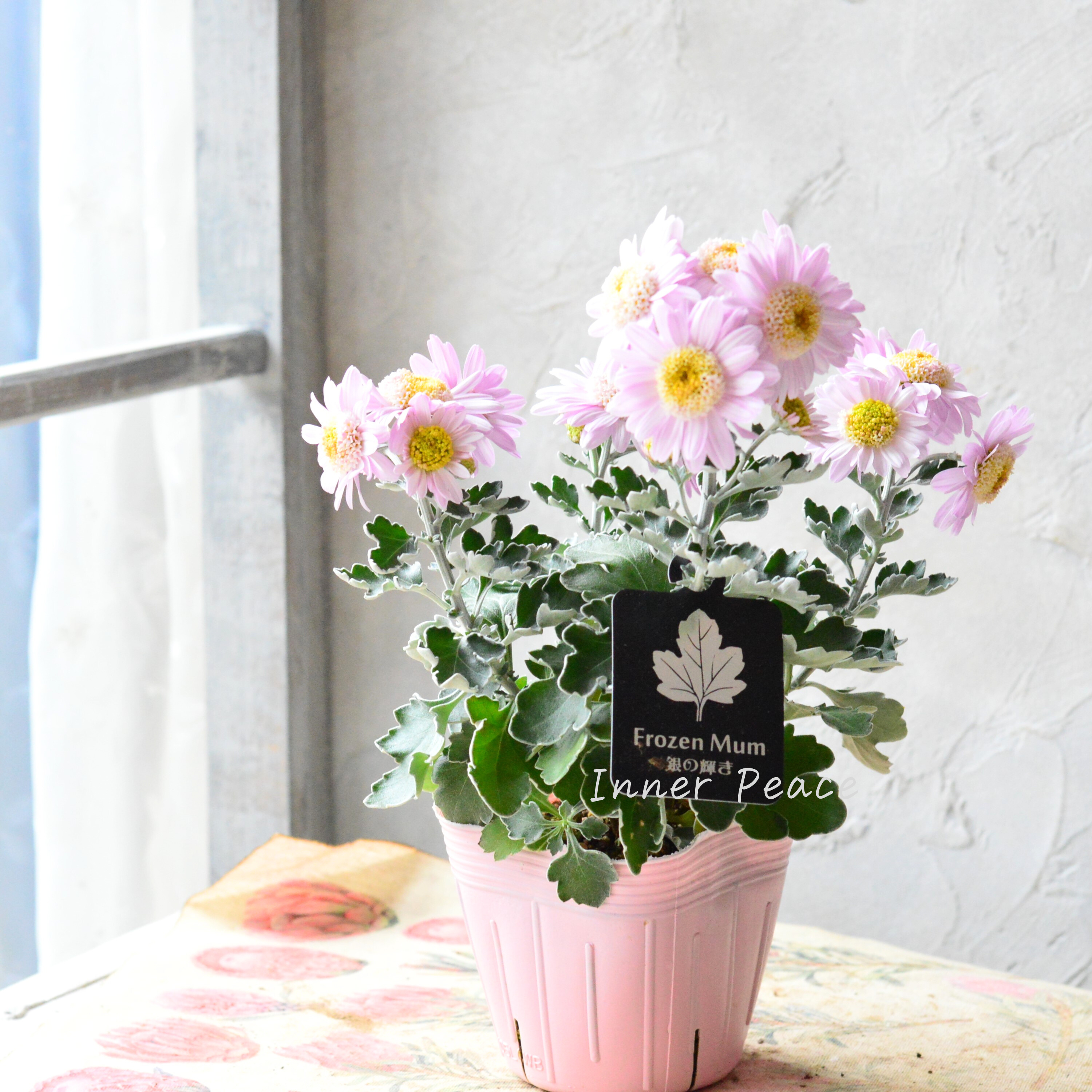 【かわいい】 フローズンマム 『銀の輝き』 3寸POT