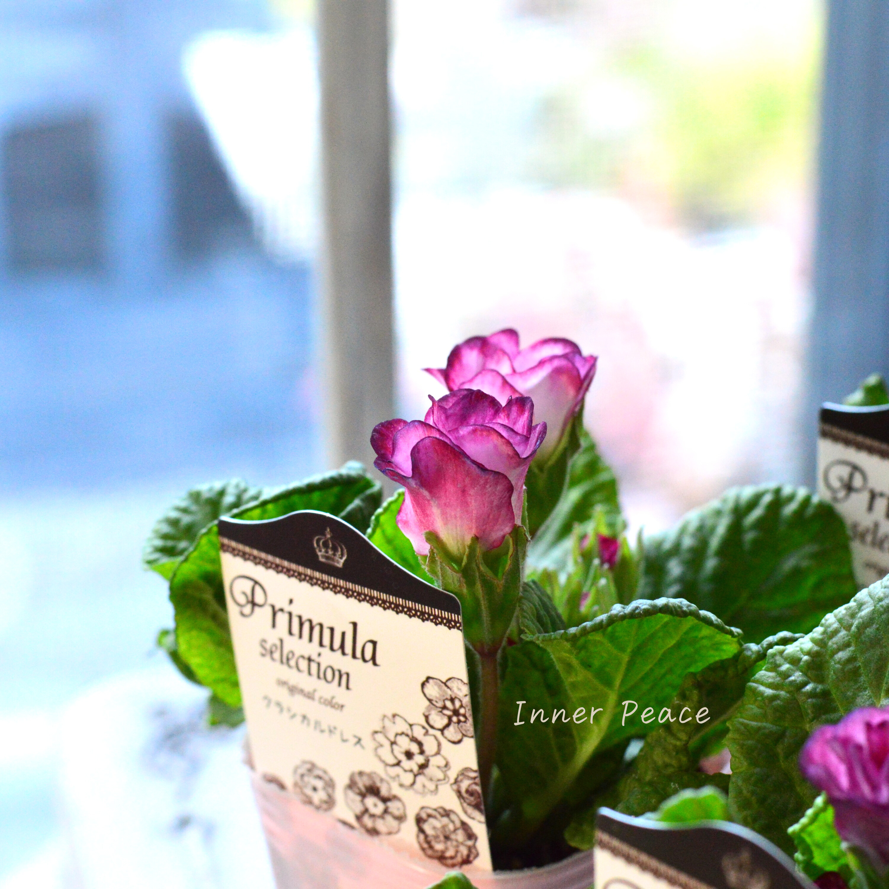 【k-plantsさん】 バラ咲き プリムラ 『クラシカルドレス』 2.5寸ロングPOT