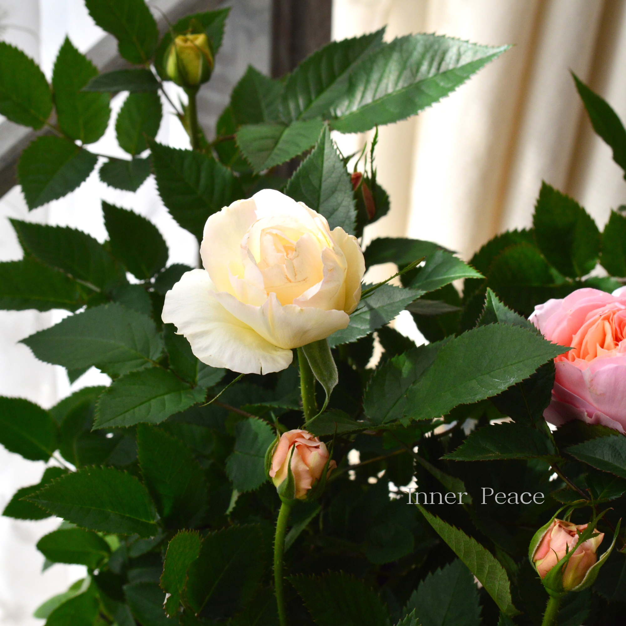 【大輪】 ミニ薔薇 『フジサン・フォーエバー』 4寸プラ鉢