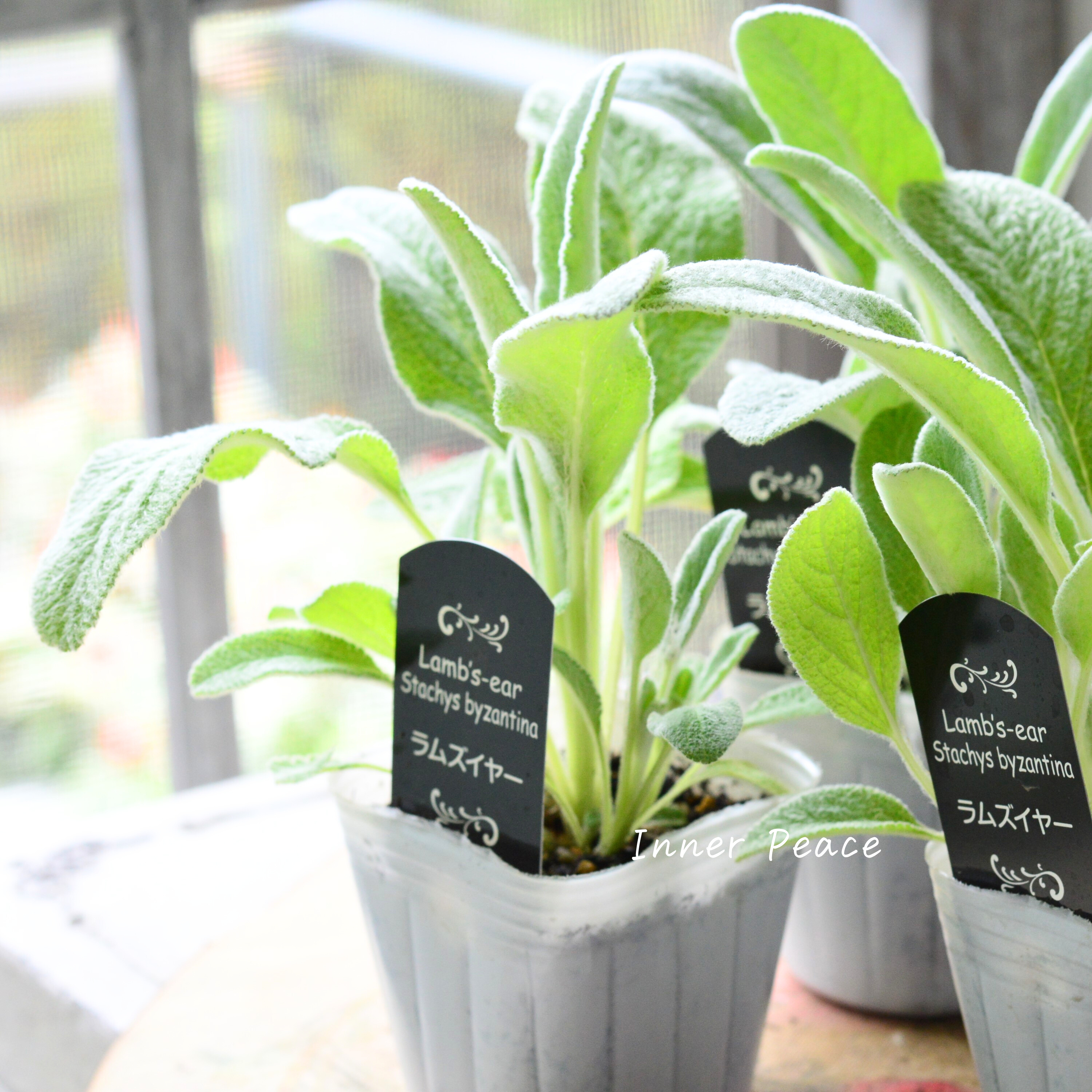 【寒さに強い】 ラムズイヤー 3寸POT