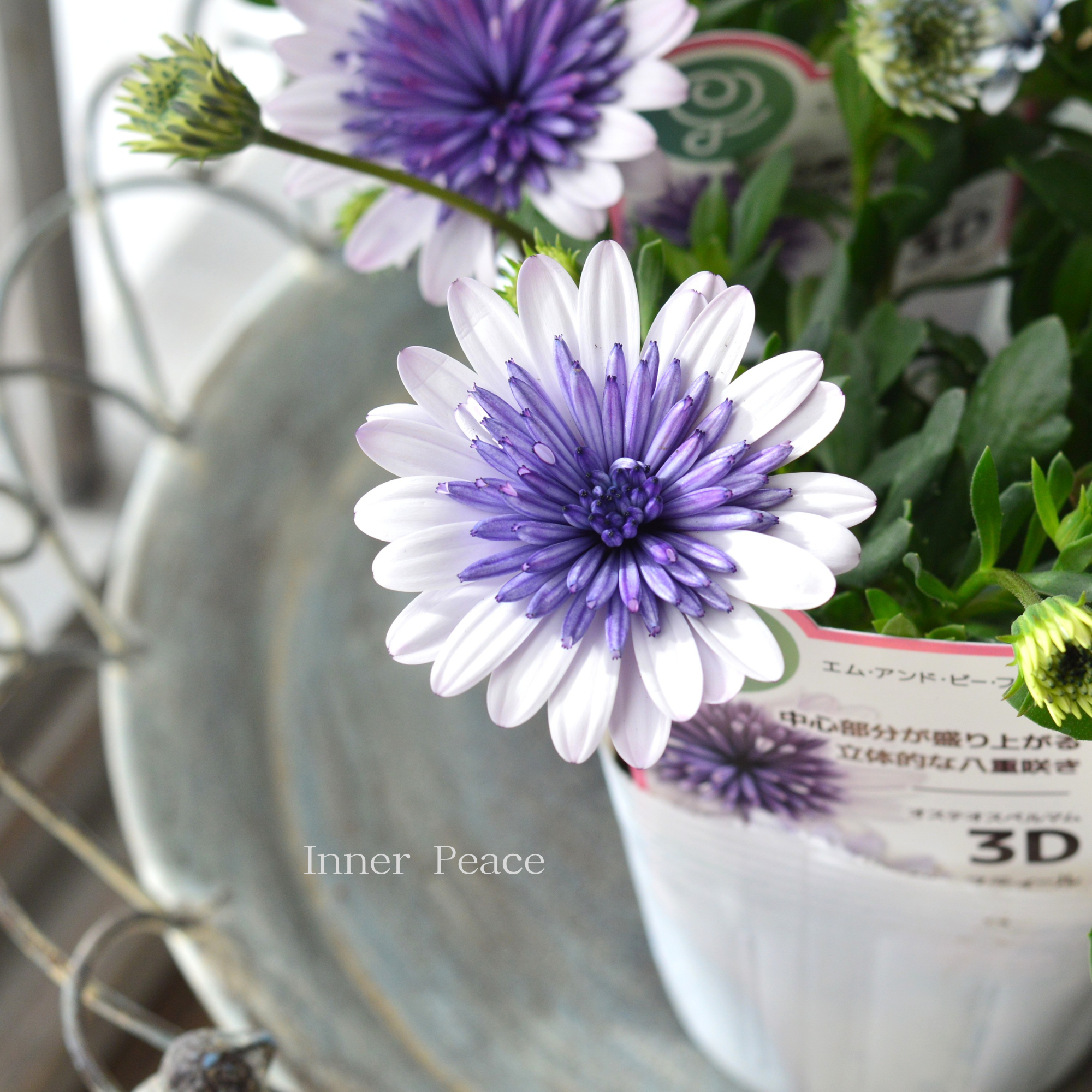 八重咲き】 オステオスペルマム 『3D・ブルースティール』 3.5寸POT