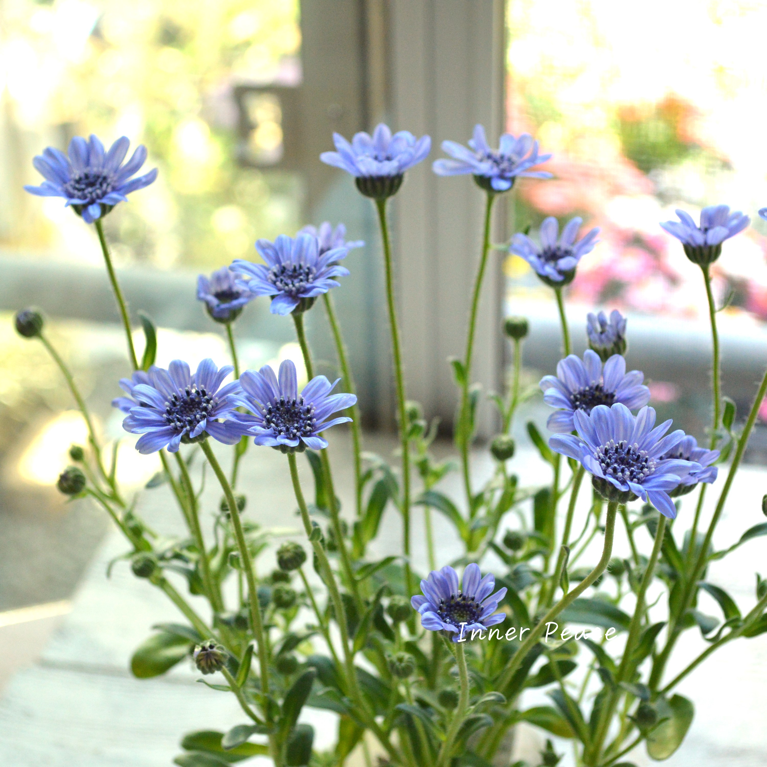 【美しい】 フェリシア 『スプリングメルヘン・ブルー』 3寸POT